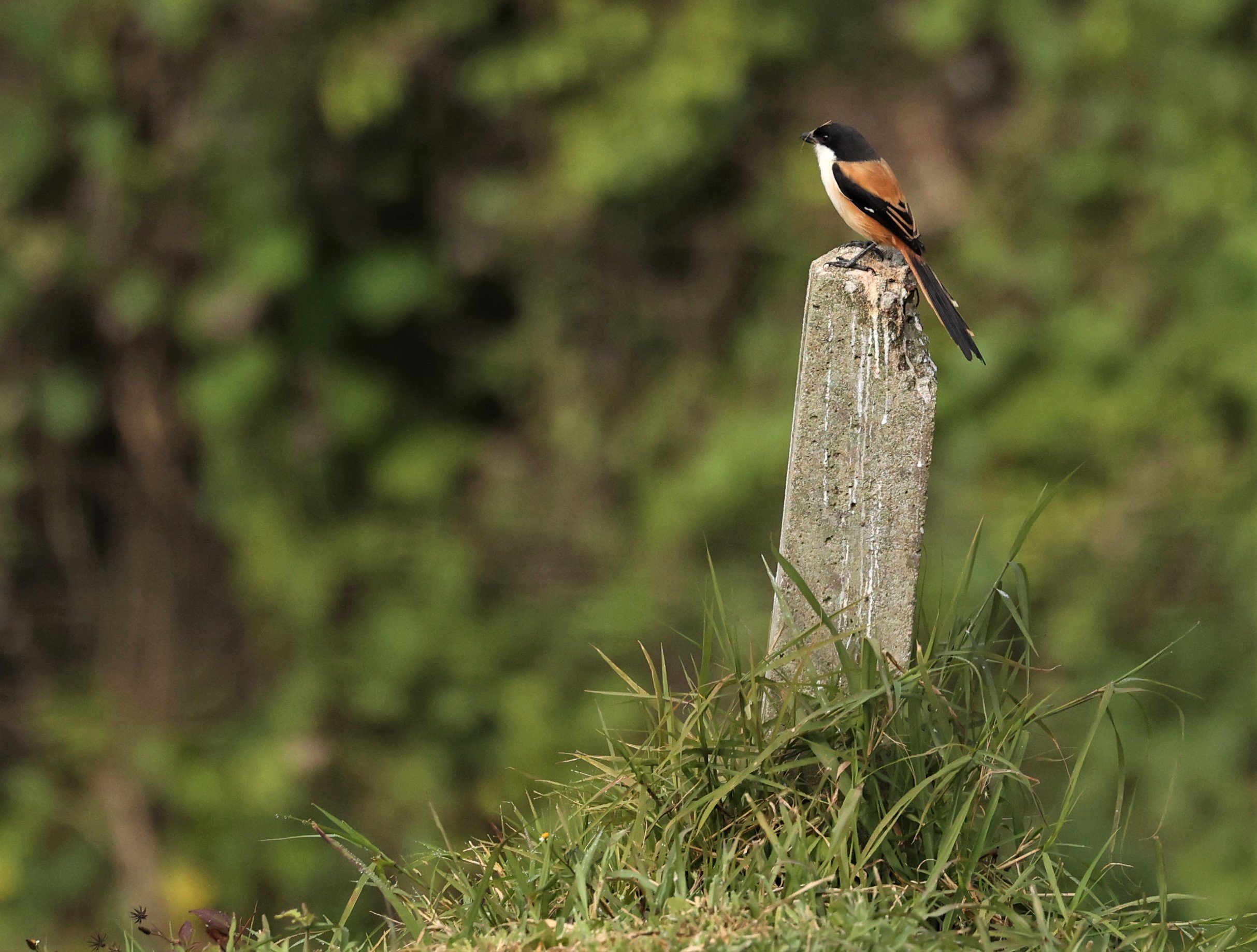 Long-tailed Shrike (Lanius schach) Doi Ang Khang Chiang Mai (6).jpg