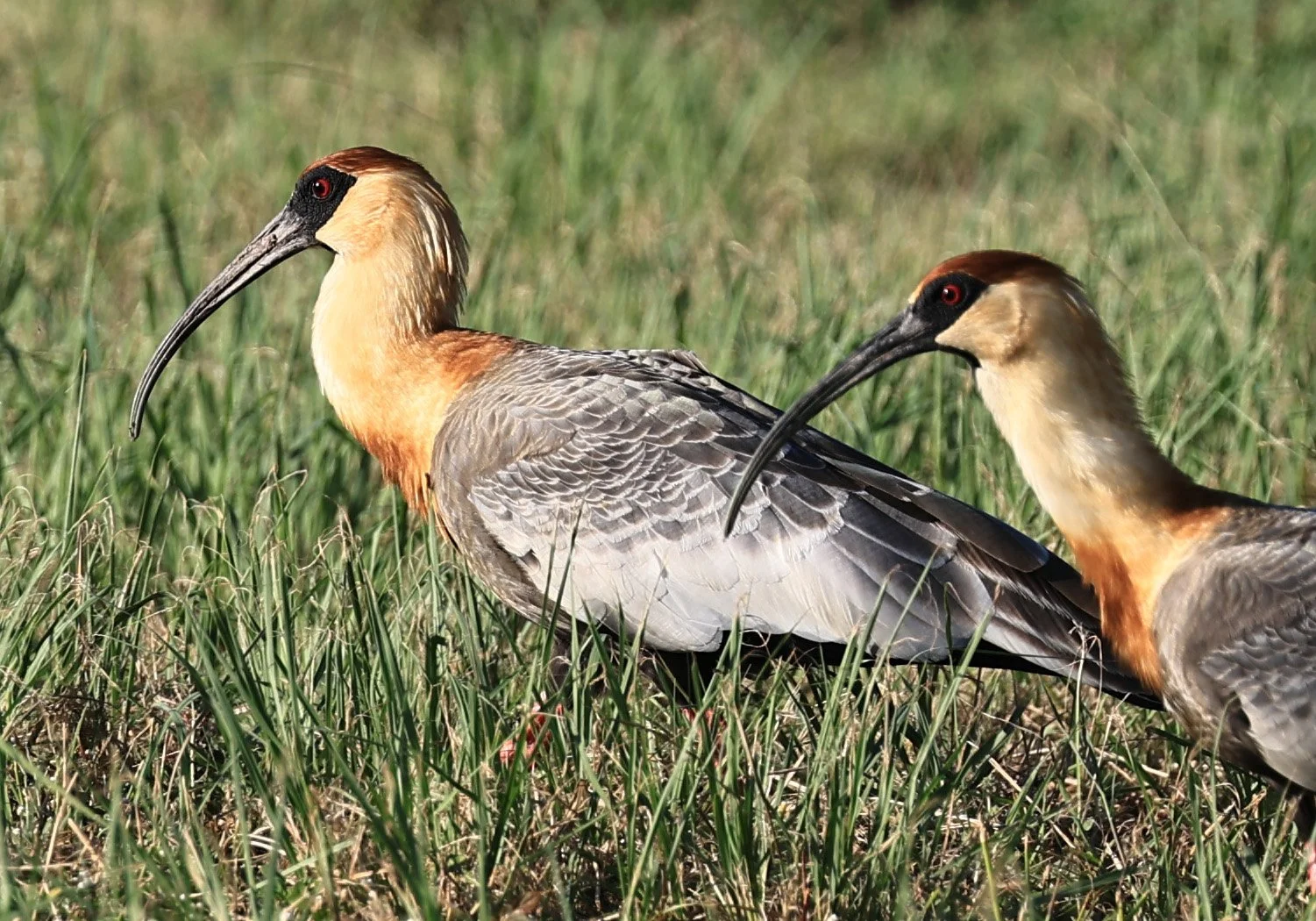 Buff-necked Ibis (Theristicus caudatus) 