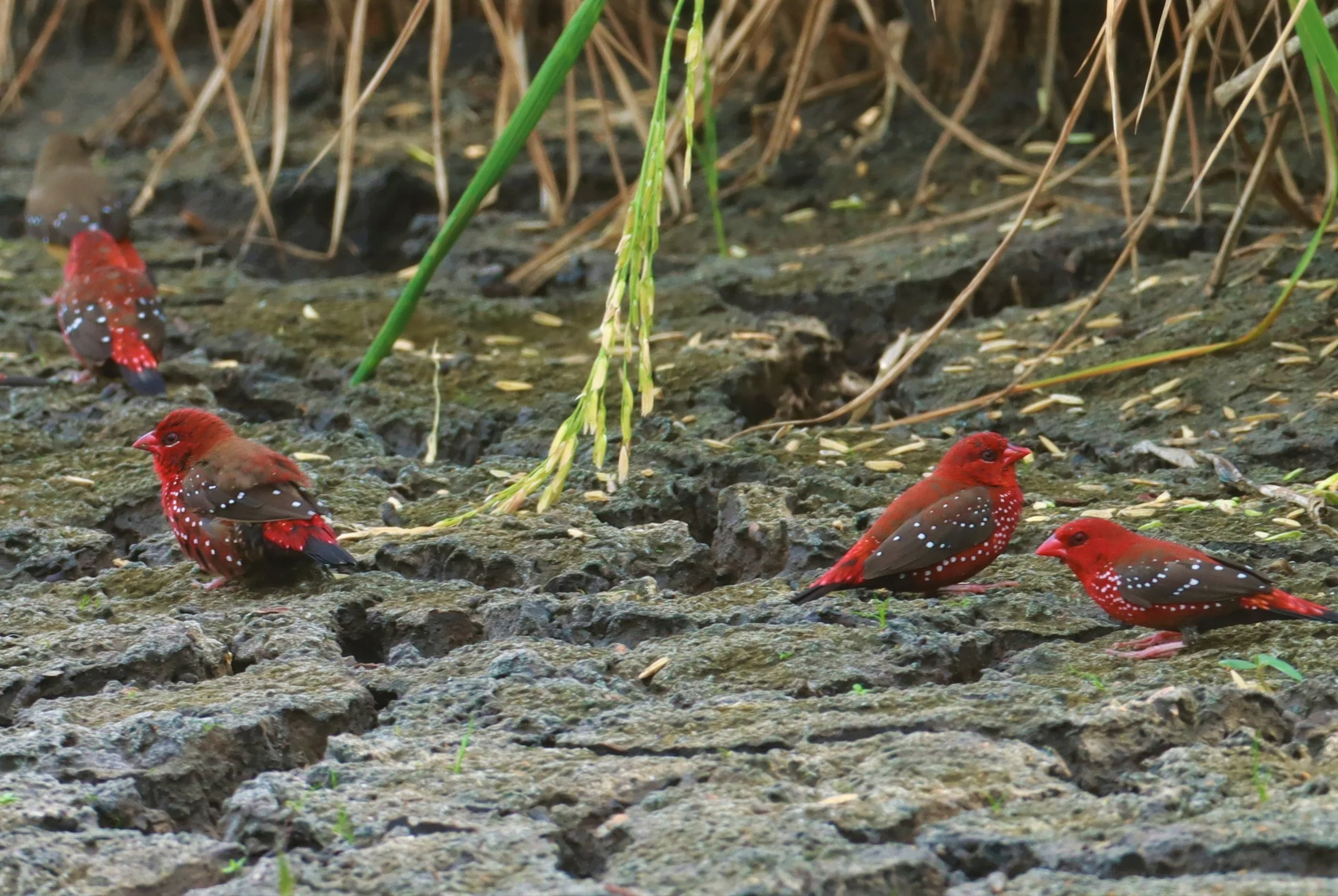 RED AVADAVAT - Amandava amandava - LAT KRABANG THAP YAO RICEFIELDS August 25, 2021 (55).jpg