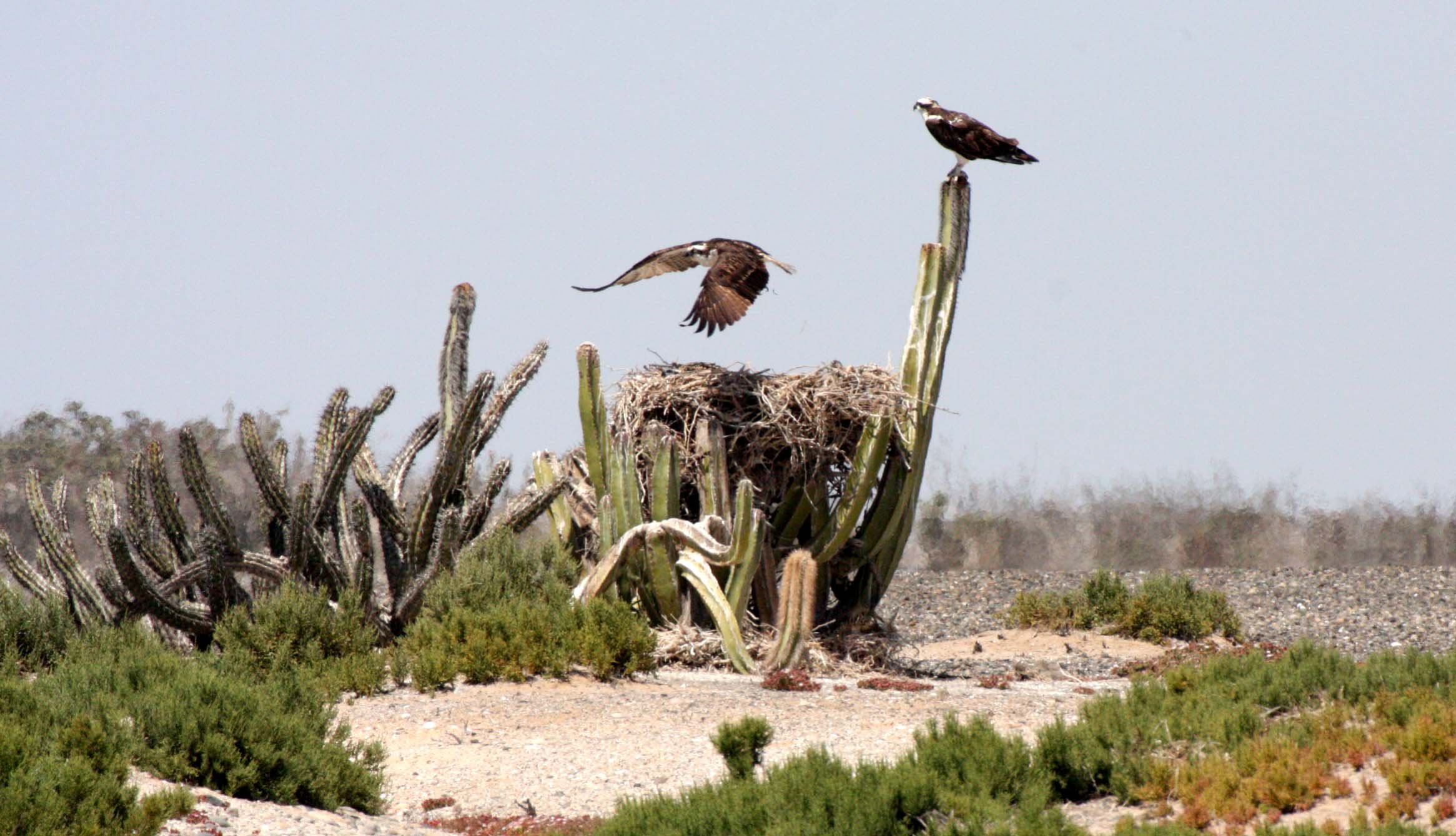Pandion haliaetus - OSPREY - SAN IGNACIO LAGOON BAJA MEXICO (135).JPG