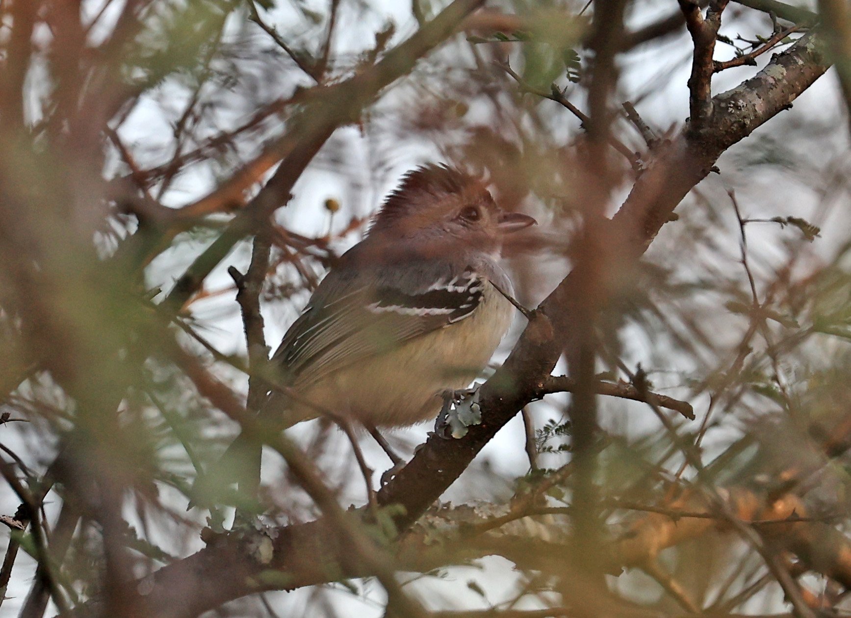 Variable Antshrike (Thamnophilus caerulescens) Reserva Nueland  Selva Serena (27).jpg
