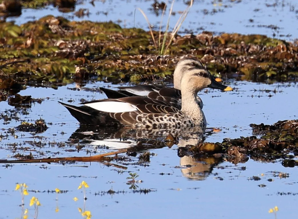 Indian Spot-billed Duck (Anas poecilorhyncha) Nong Han Lake & Wetland - Sakon Nakhon Province (10).jpg