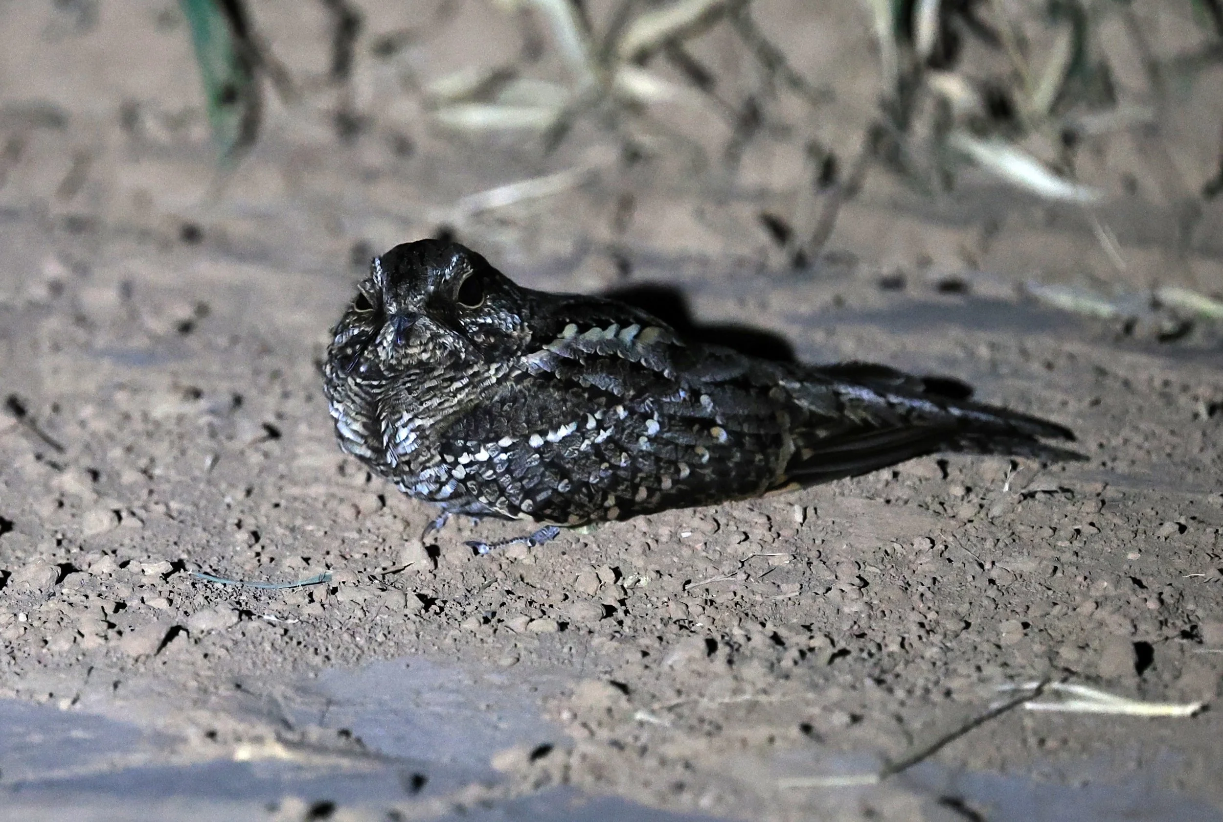 Scissor-tailed Nightjar (Hydropsalis torquata) female - Fortin Toledo Paraguay (7).jpg