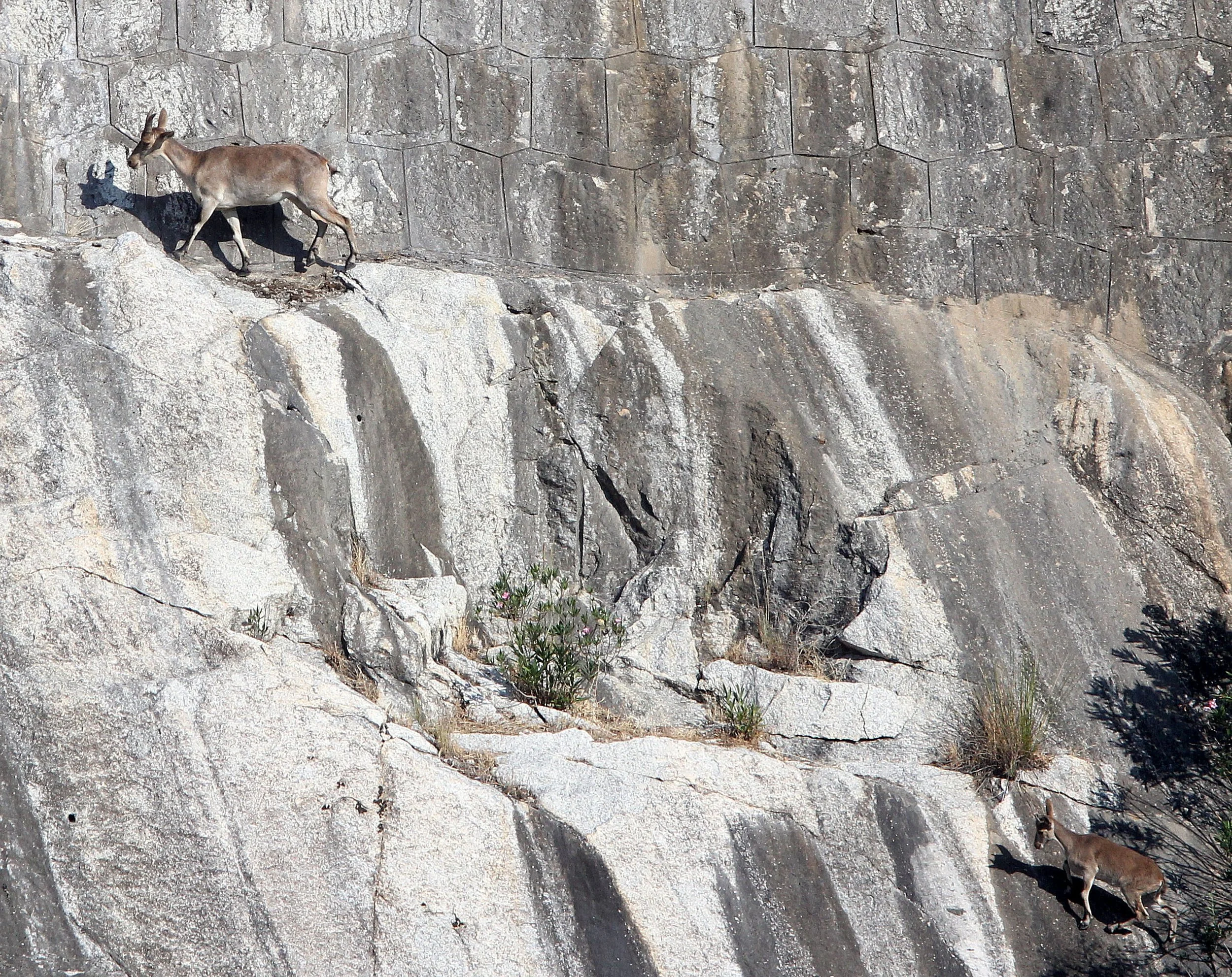 IBEX - SOUTHEASTERN (BECEITE) SPANISH IBEX - Capra pyrenaica hispanica - SIERRA DE ANDUJAR SPAIN (38).JPG
