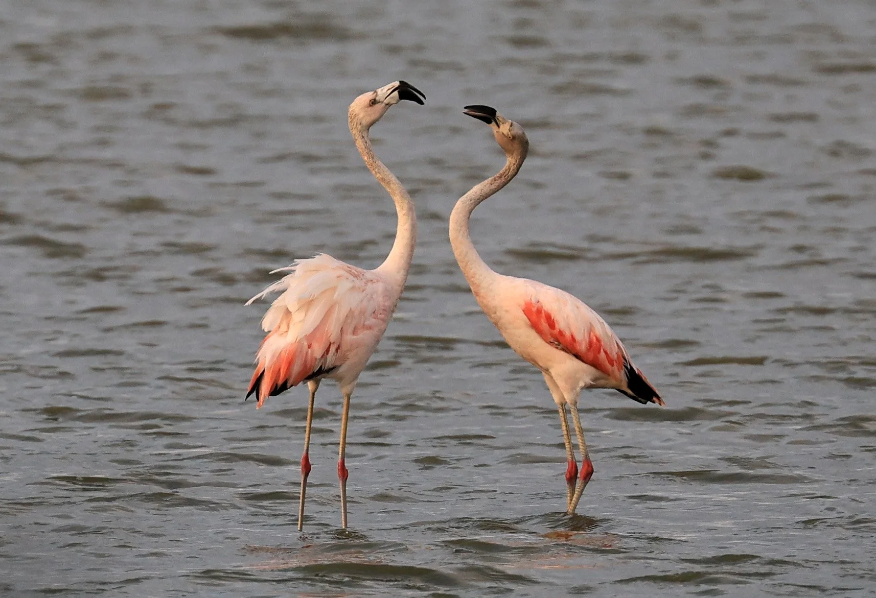 Chilean Flamingo (Phoenicopterus chilensis) Chaco Lodge & Laguna Salada Paraguay (63).jpg