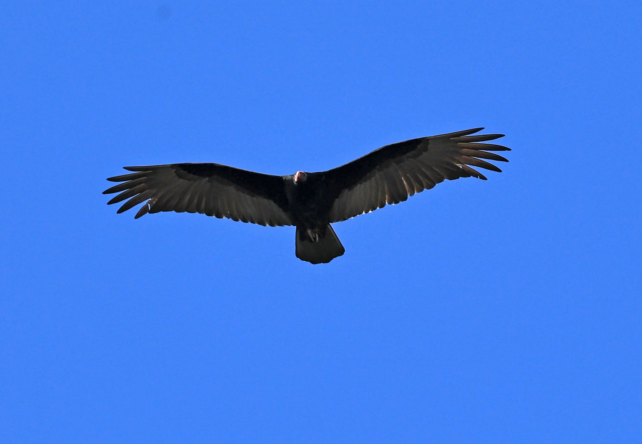 Turkey Vulture (Cathartes aura) Agua Dulce Paraguay (2).jpg