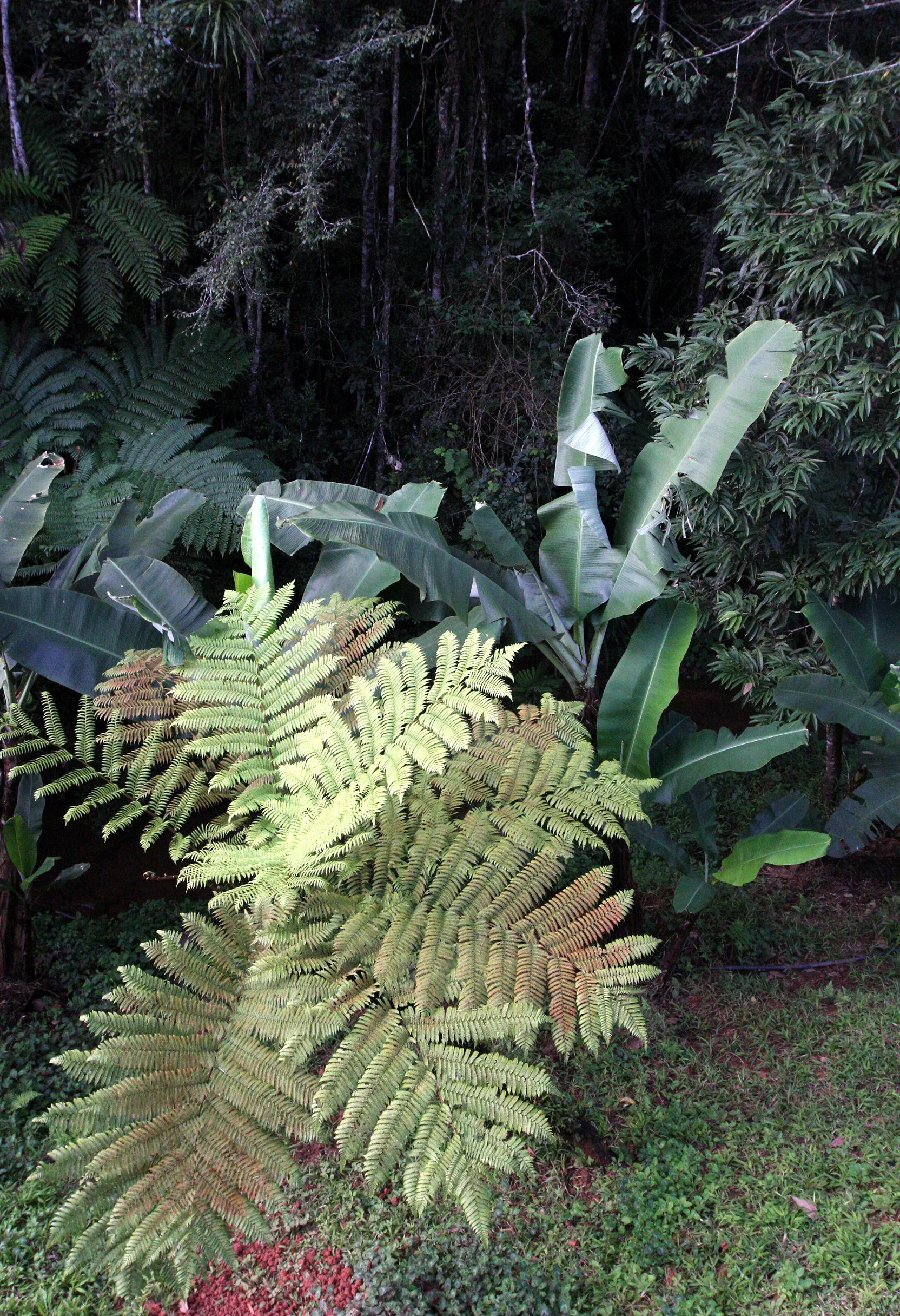 MANTADIA NATIONAL PARK MADAGASCAR - FOREST VIEWS (5).JPG