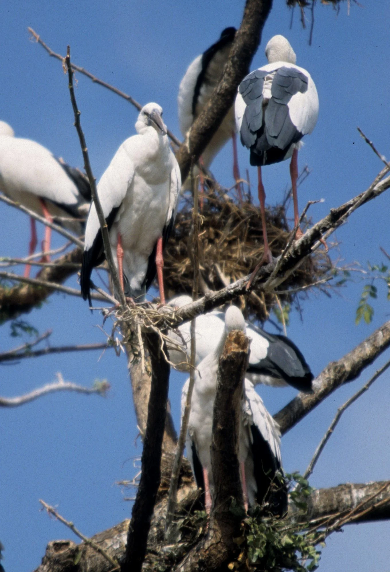 STORK - ASIAN OPENBILL - Anastomus oscitans - AYUDTHAYA - CHAO PRAYA RIVER RIPARIAN ZONE (2).jpg