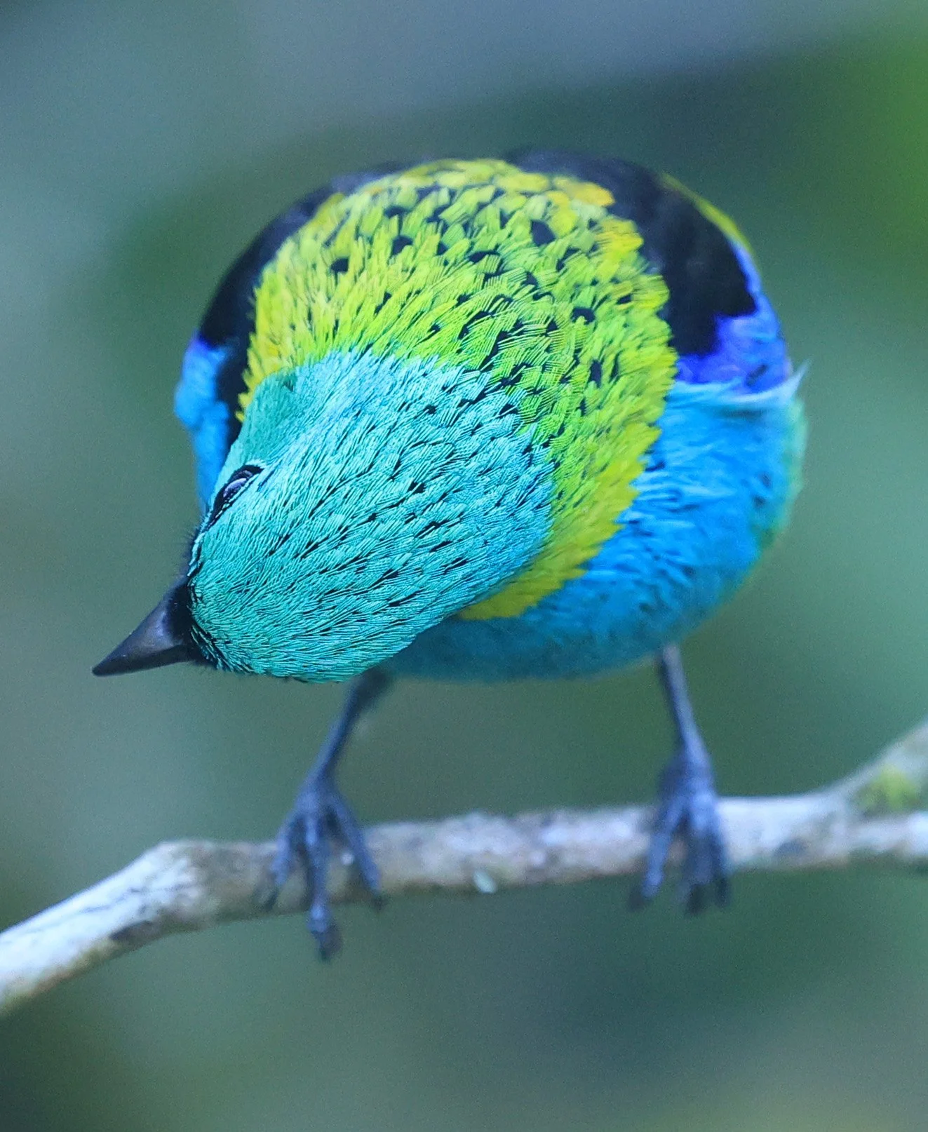 Green-headed Tanager (Tangara seledon)  Superagui National Park, Brazil (210).jpg