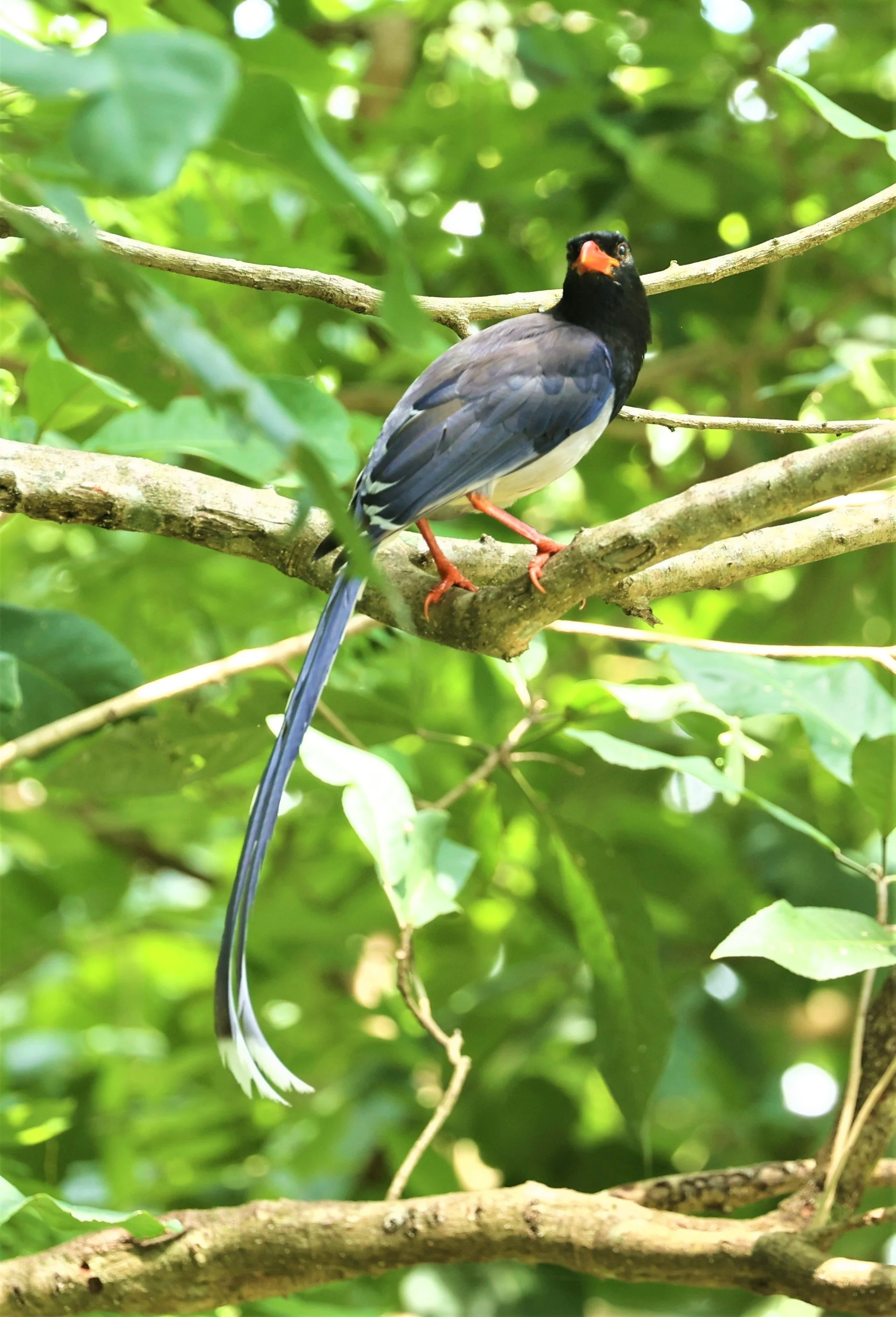 MAGPIE - BLUE MAGPIE - Urocissa erythrorhyncha - HUAI KHA KHAENG WILDLIFE SANCTUARY MAY 1 2022 (33).jpg