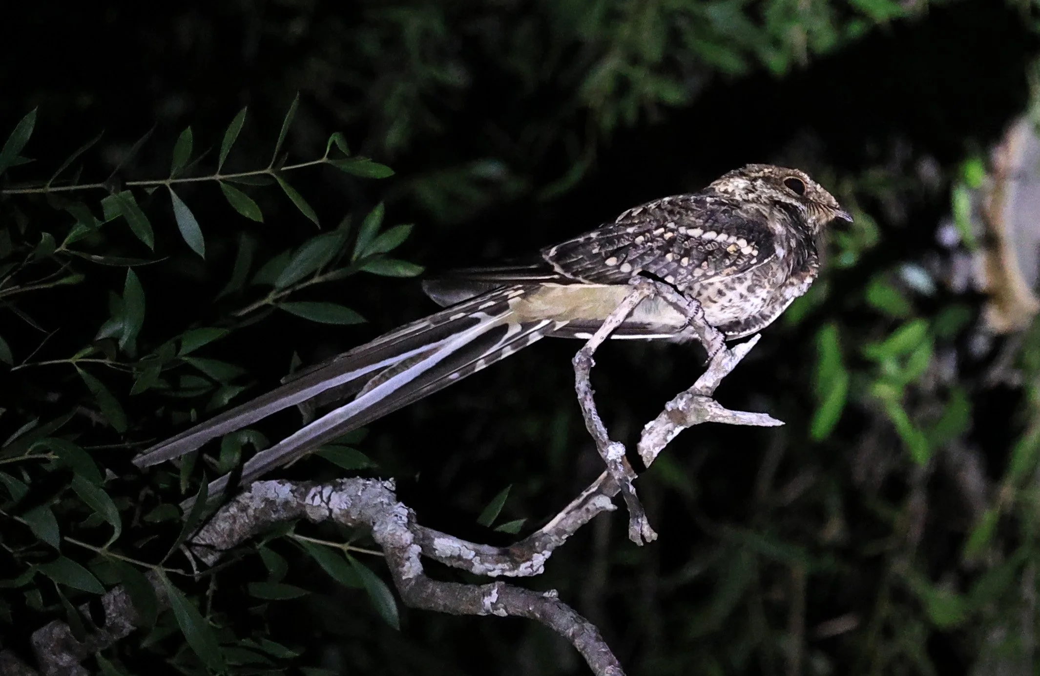 Scissor-tailed Nightjar (Hydropsalis torquata) Agua Dulce Paraguay (8).jpg