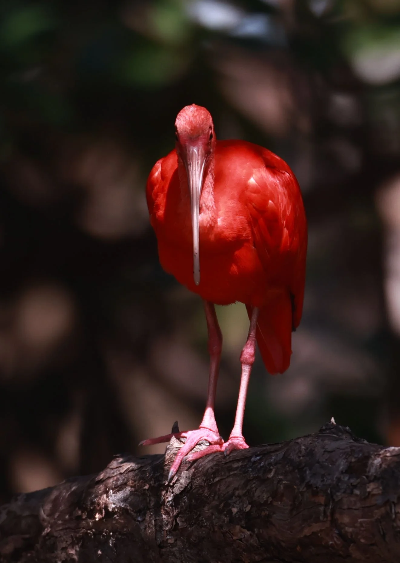 Ibis - Scarlet Ibis - Eudocimus ruber - 29 Songkaow Cafe, Chachoengsao Thailand (293).jpg