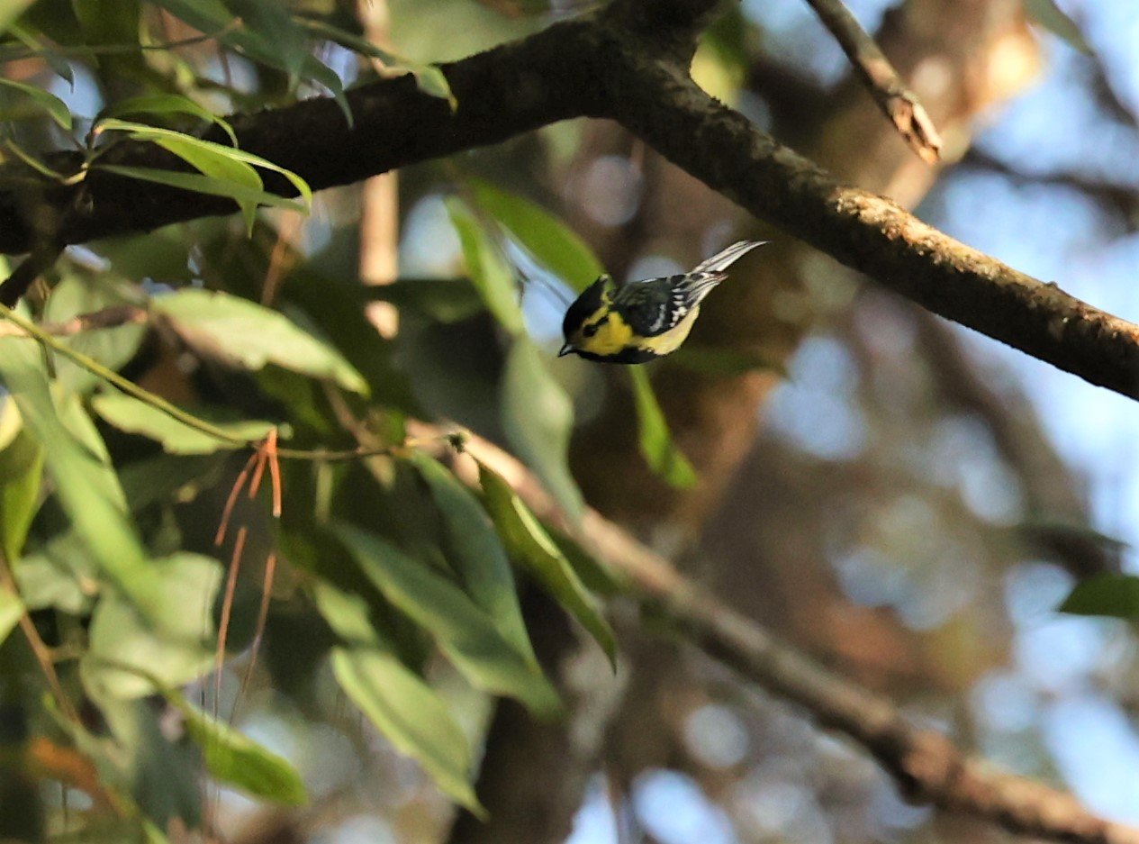 Yellow-cheeked Tit (Machlolophus spilonotus) Doi Inthanon NP, Thailand (2).JPG