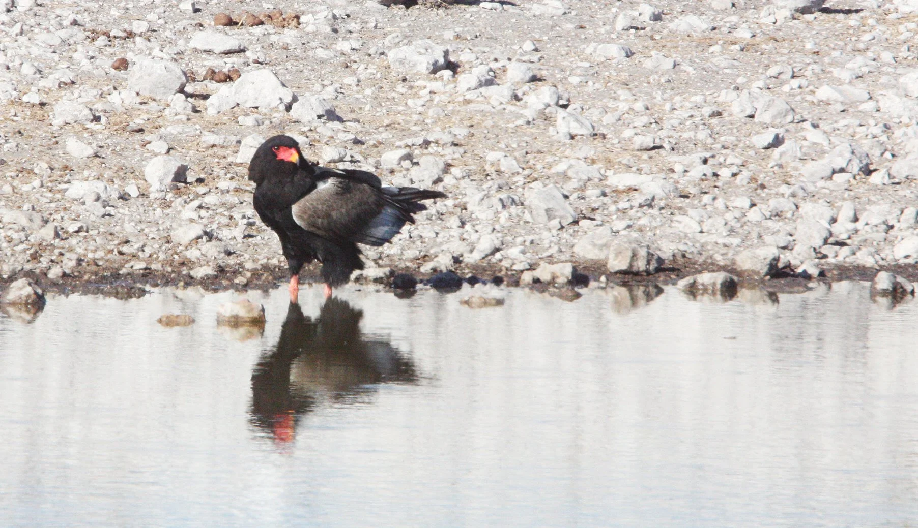 Terathopius ecaudatus - BATELEUR - ETOSHA NATIONAL PARK NAMIBIA (10).JPG