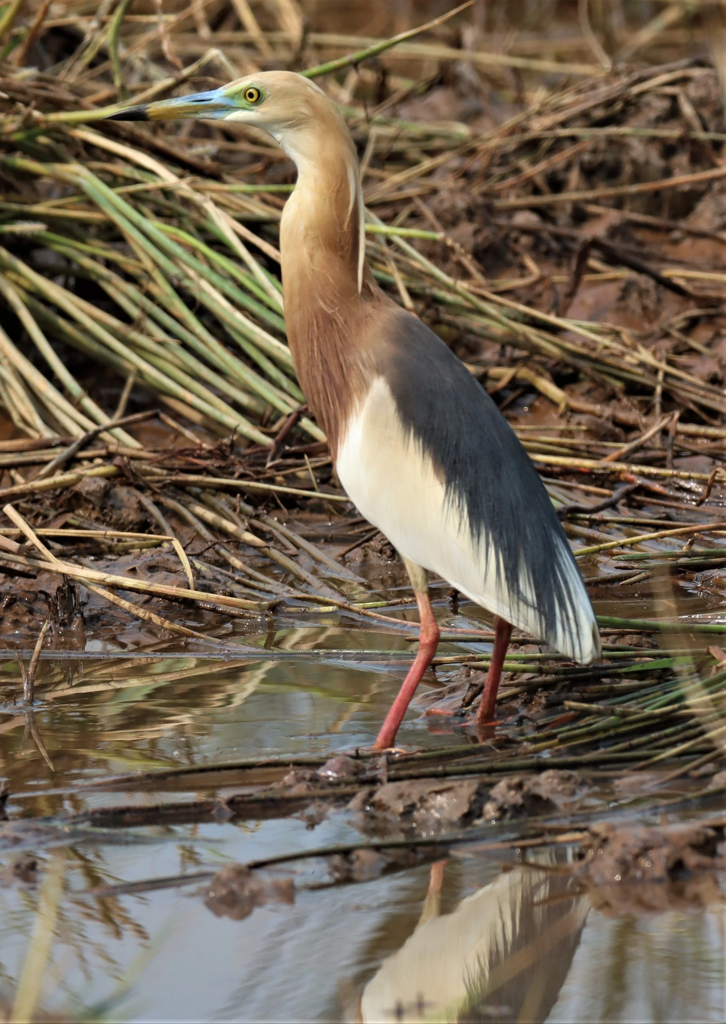 HERON - JAVAN POND HERON - Ardeola speciosa - BANG KHAEM WETLANDS NAKHON PATHOM MARCH 13 (7).jpg