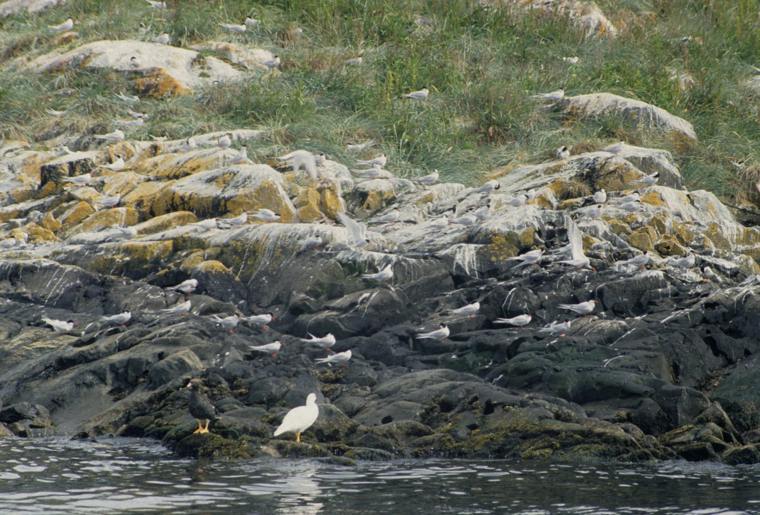 GOOSE - KELP GOOSE - Chloephaga hybrida - WITH ANTARCTIC TERNS - BEAGLE CHANNEL.jpg
