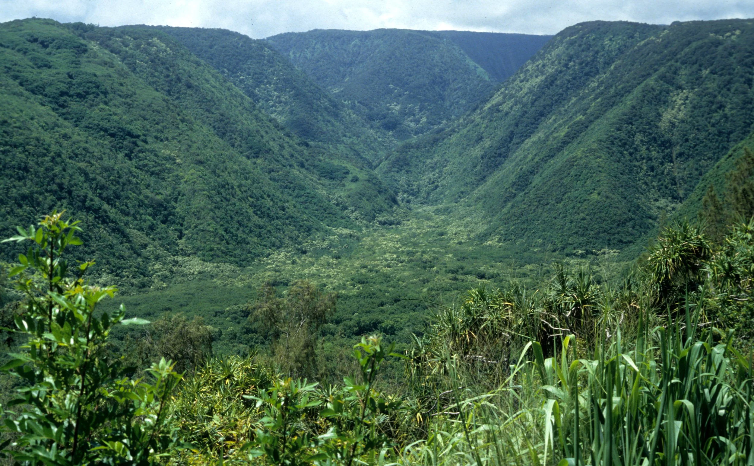HAWAII - HAWAII - POLOLO VALLEY.jpg
