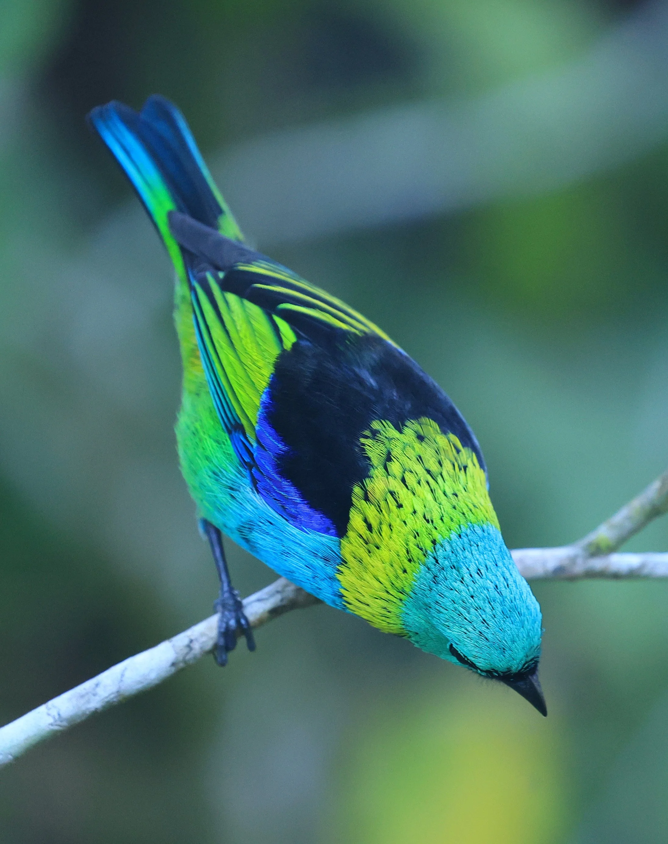 Green-headed Tanager (Tangara seledon)  Superagui National Park, Brazil (197).jpg