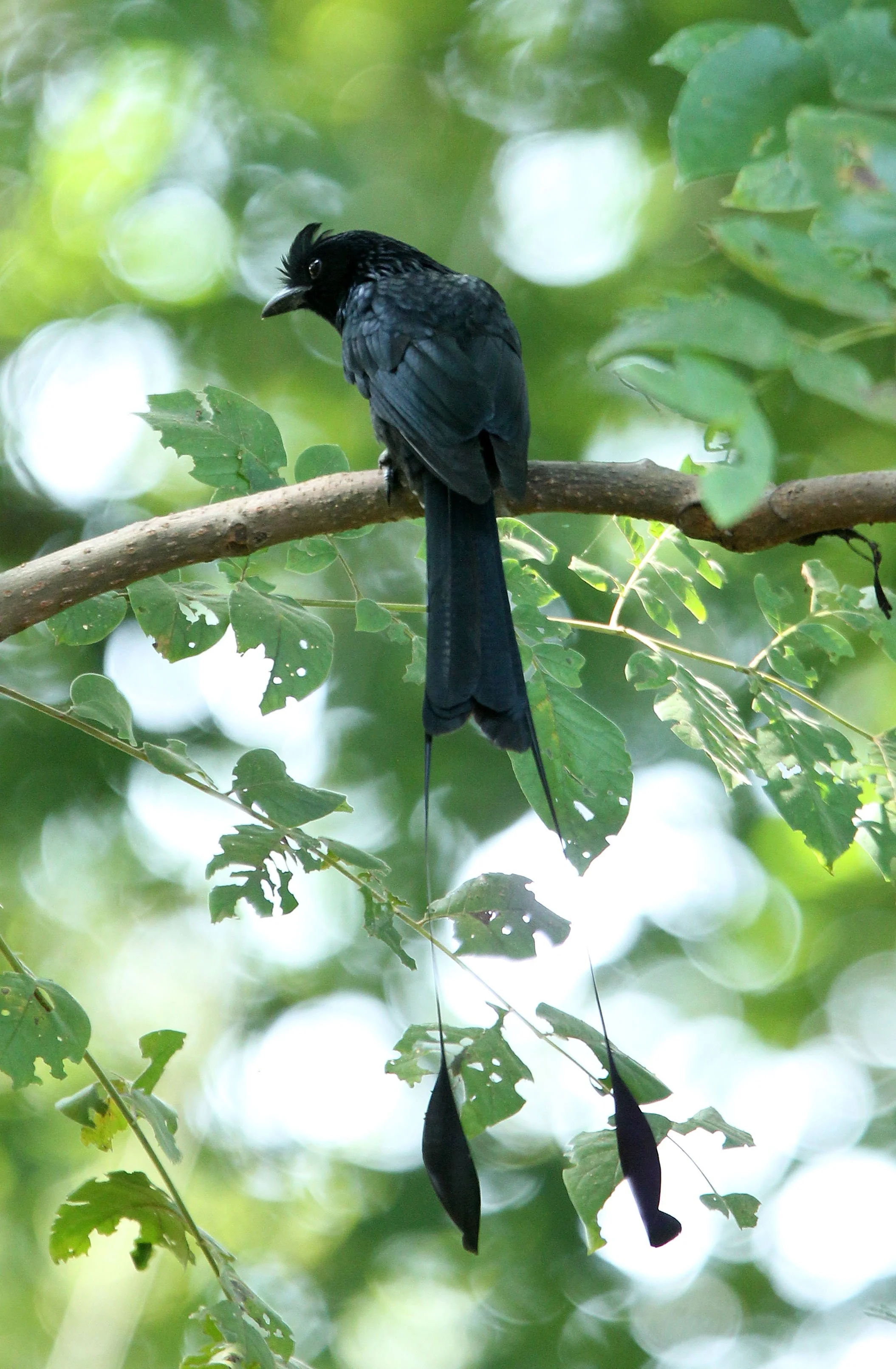 DRONGO - GREATER RACKET TAILED DRONGO - Dicrurus paradiseus - HUAI KHA KHAENG NATURE RESERVE - HEADQUARTERS - THAILAND (24).JPG