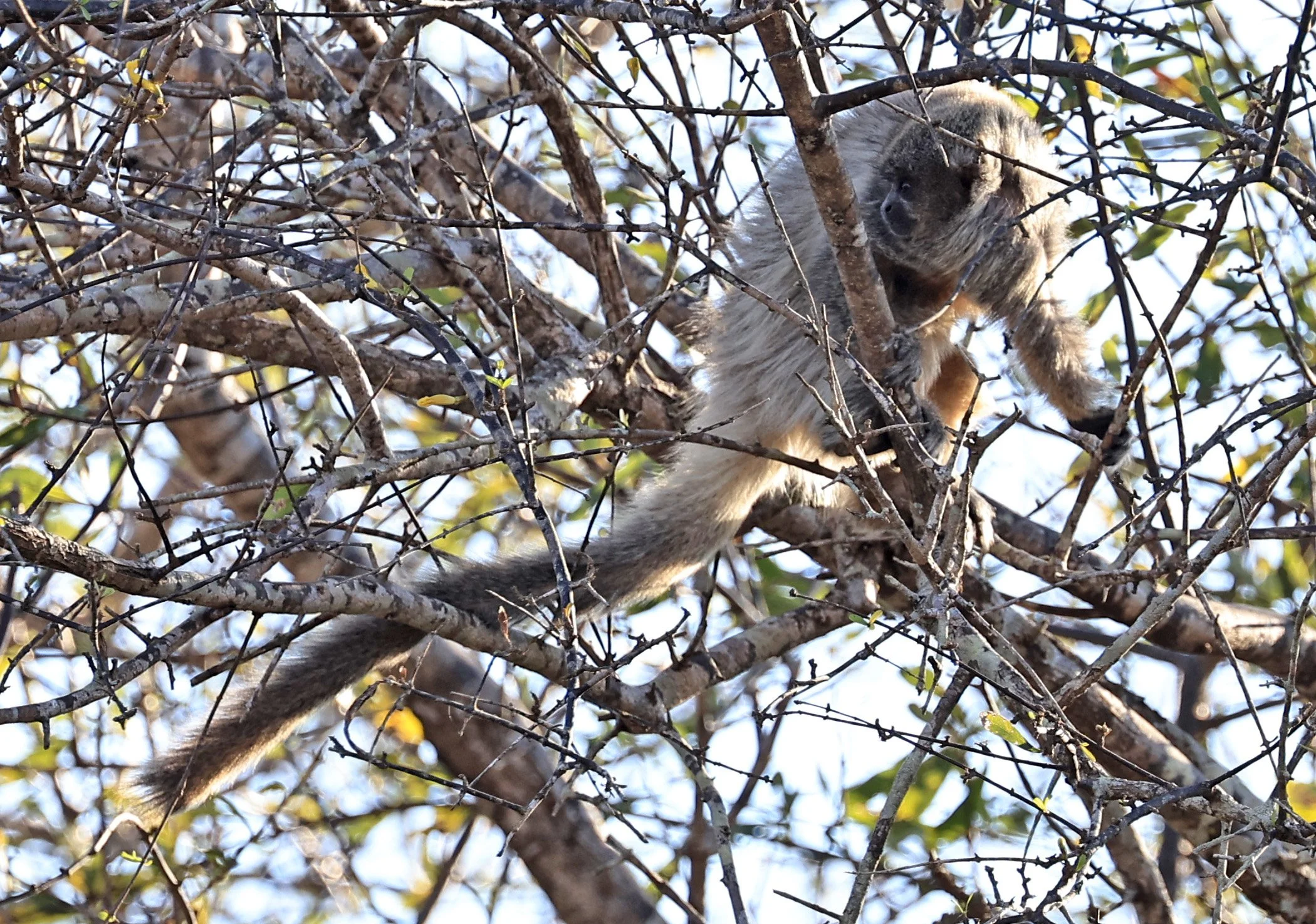 Chacoan or White-coated Titi (Callicebus pallescens) Agua Dulce Paraguay (42).jpg