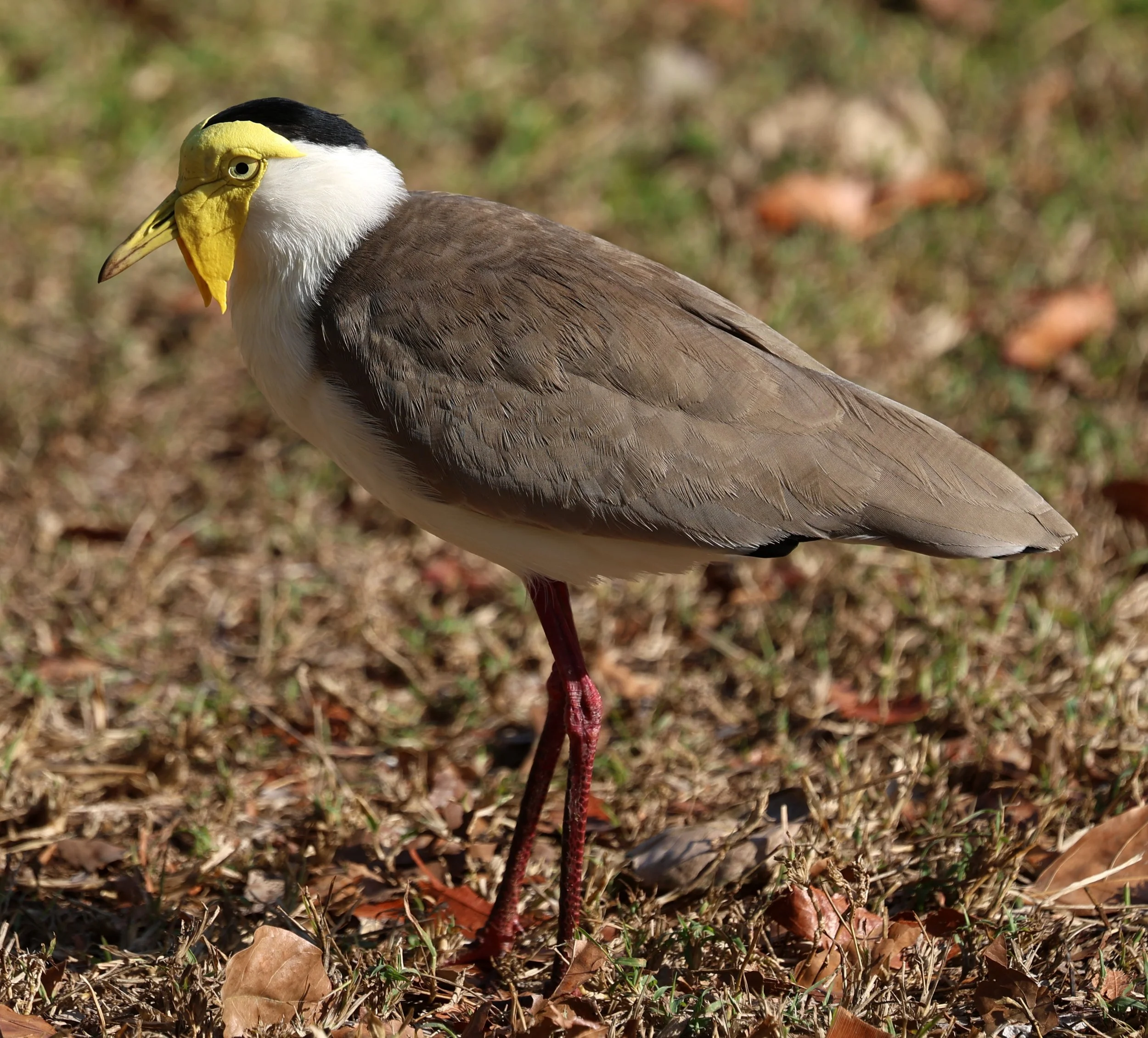 Masked Lapwing (Vanellus miles) Canungra near Lamington NP - Queensland 