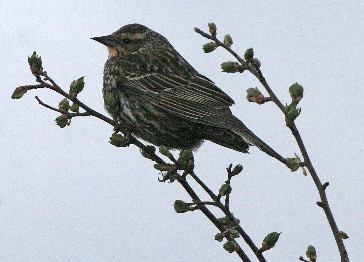 Red-winged Blackbird (Agelaius phoeniceus) Jamestown Olympic Peninsula Washington (12).JPG