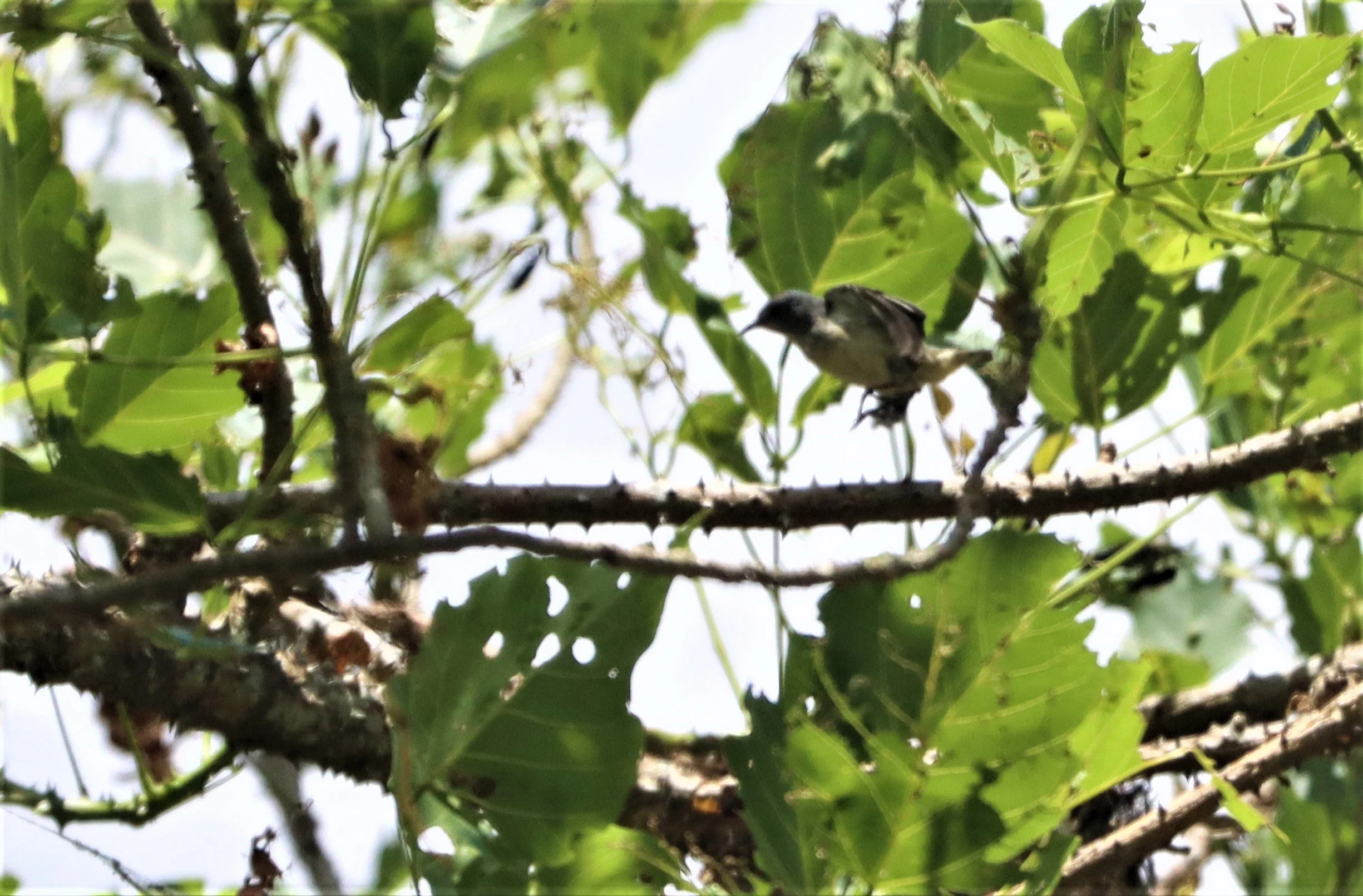 FLOWERPECKER - PLAIN FLOWERPECKER - Dicaeum minullum - KHAO YAI NP (2).jpg