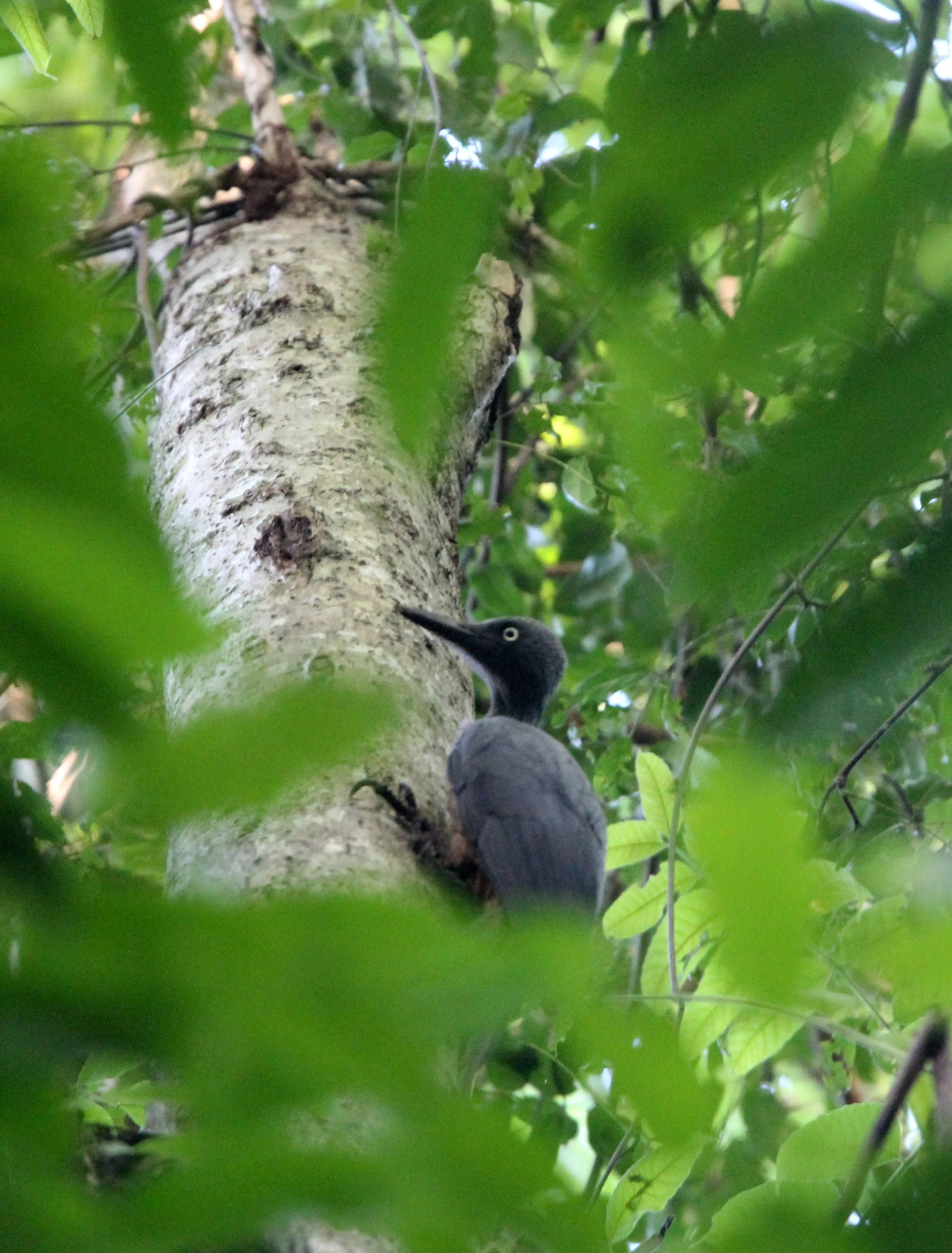 BIRD - WOODPECKER - ASHY WOODPECKER - TANGKOKO NATIONAL PARK SULAWESI INDONESIA (1).JPG