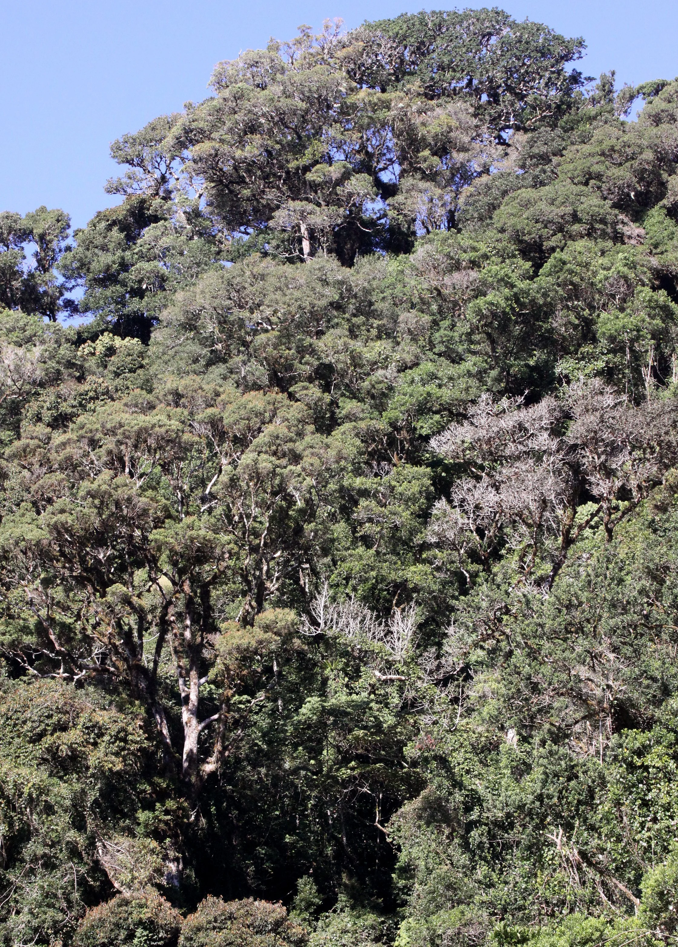 MONTAGNE D'AMBRE NATIONAL PARK MADAGASCAR - FOREST GALLERY VIEWS (11).JPG