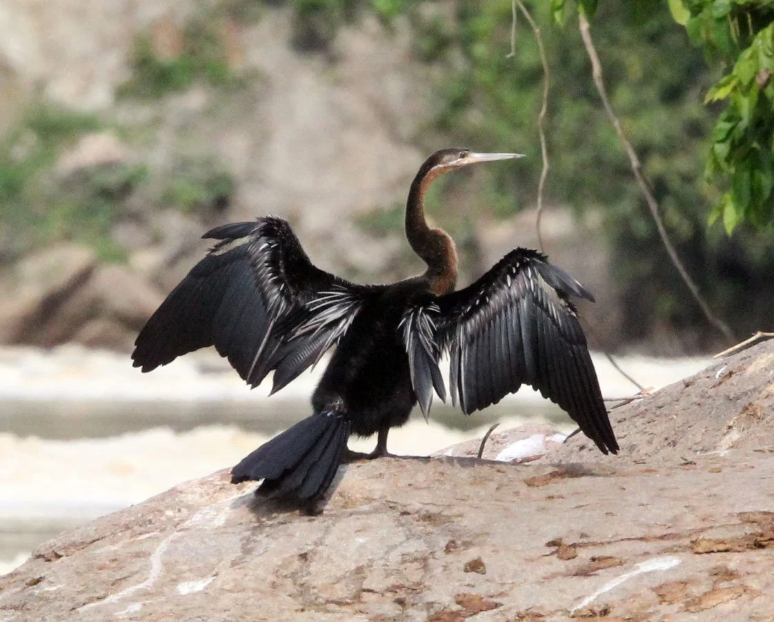 African Darter (Anhinga rufa) Murchison Falls NP Uganda