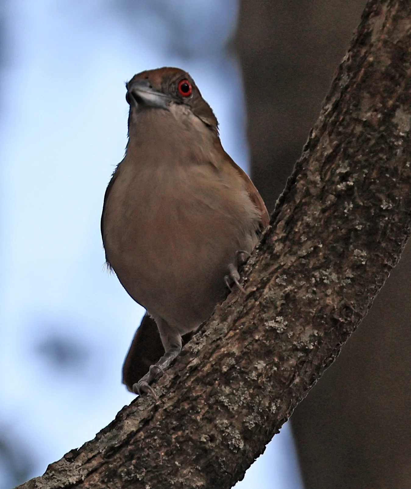 Great Antshrike (Taraba major) Hotel Campestre Iparoma Paraguay (21).jpg