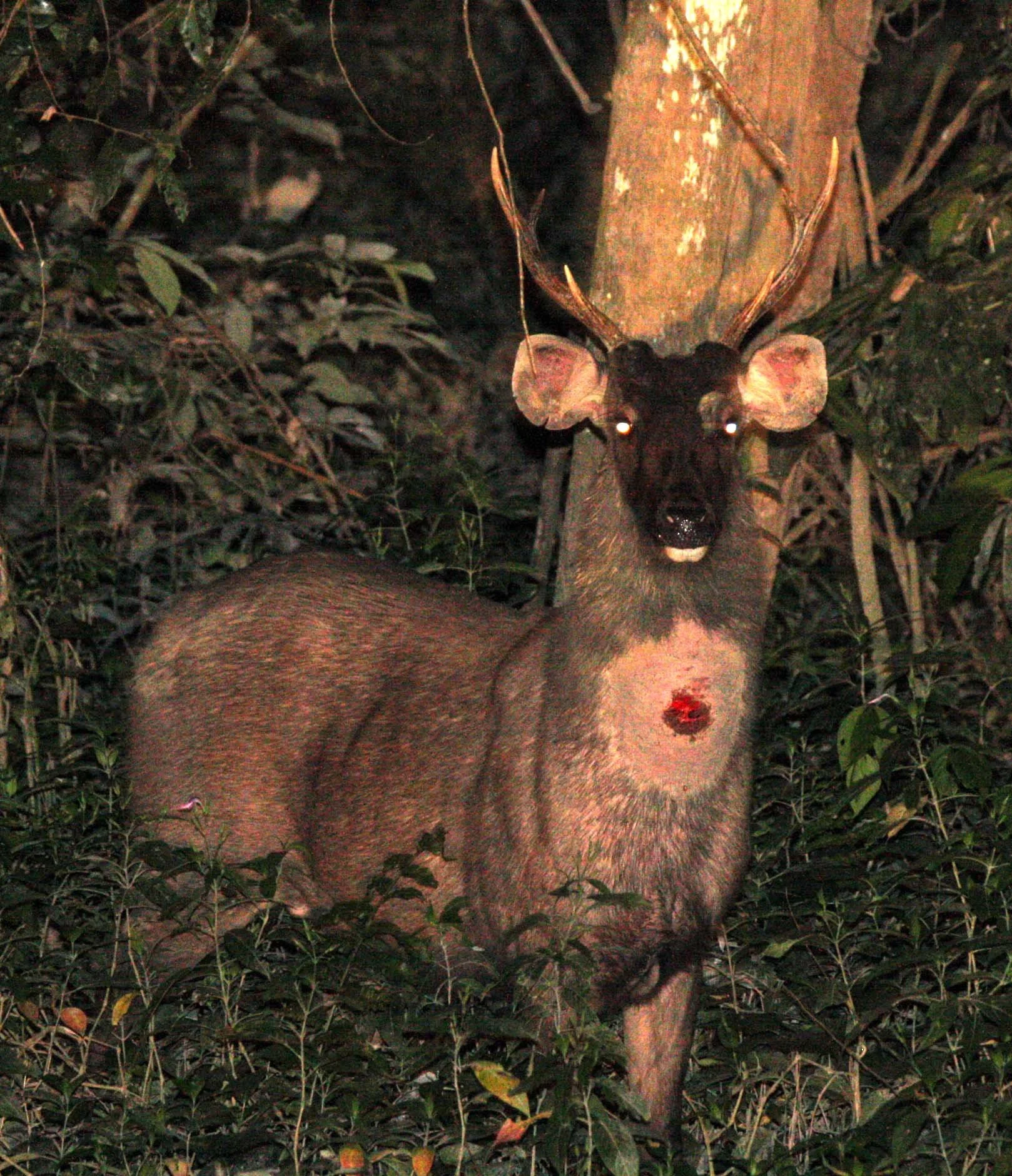 They are large animals, with males weighing around 180kg and possessing 3-tined antlers. A distinct, sometimes bloody-looking "sore spot" or gland is often visible on their throat.