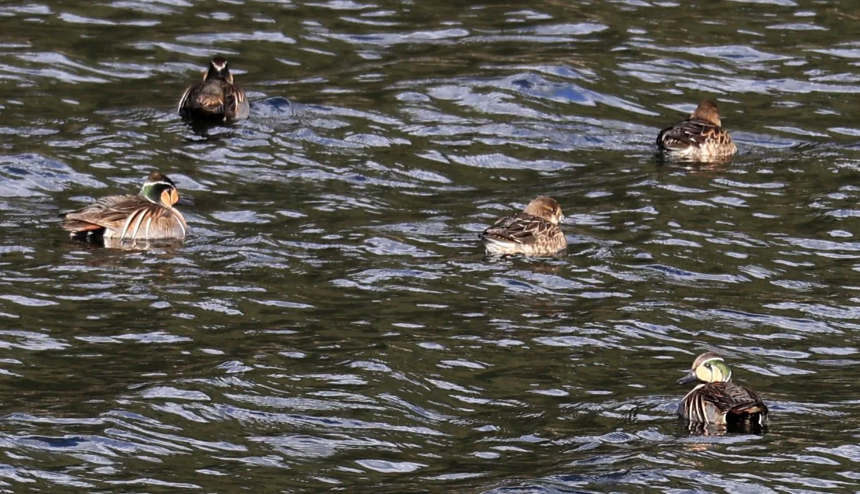 Baikal teal (Sibirionetta formosa) Takagawa Dam Lake, Kagoshima Japan (51).jpg