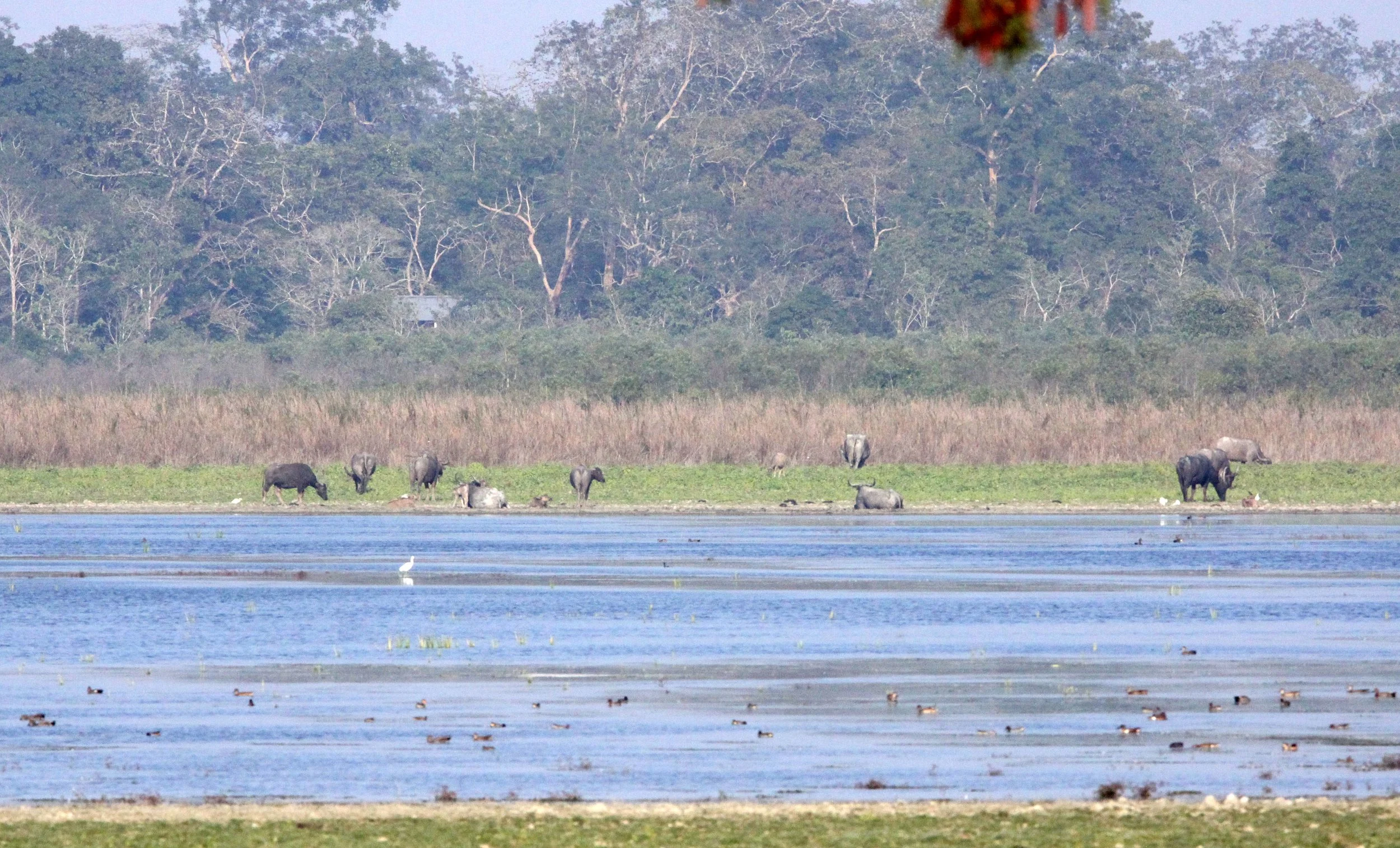 ASSAM - KAZIRANGA NATIONAL PARK ASSAM INDIA - HONEYCOMBS (14).JPG