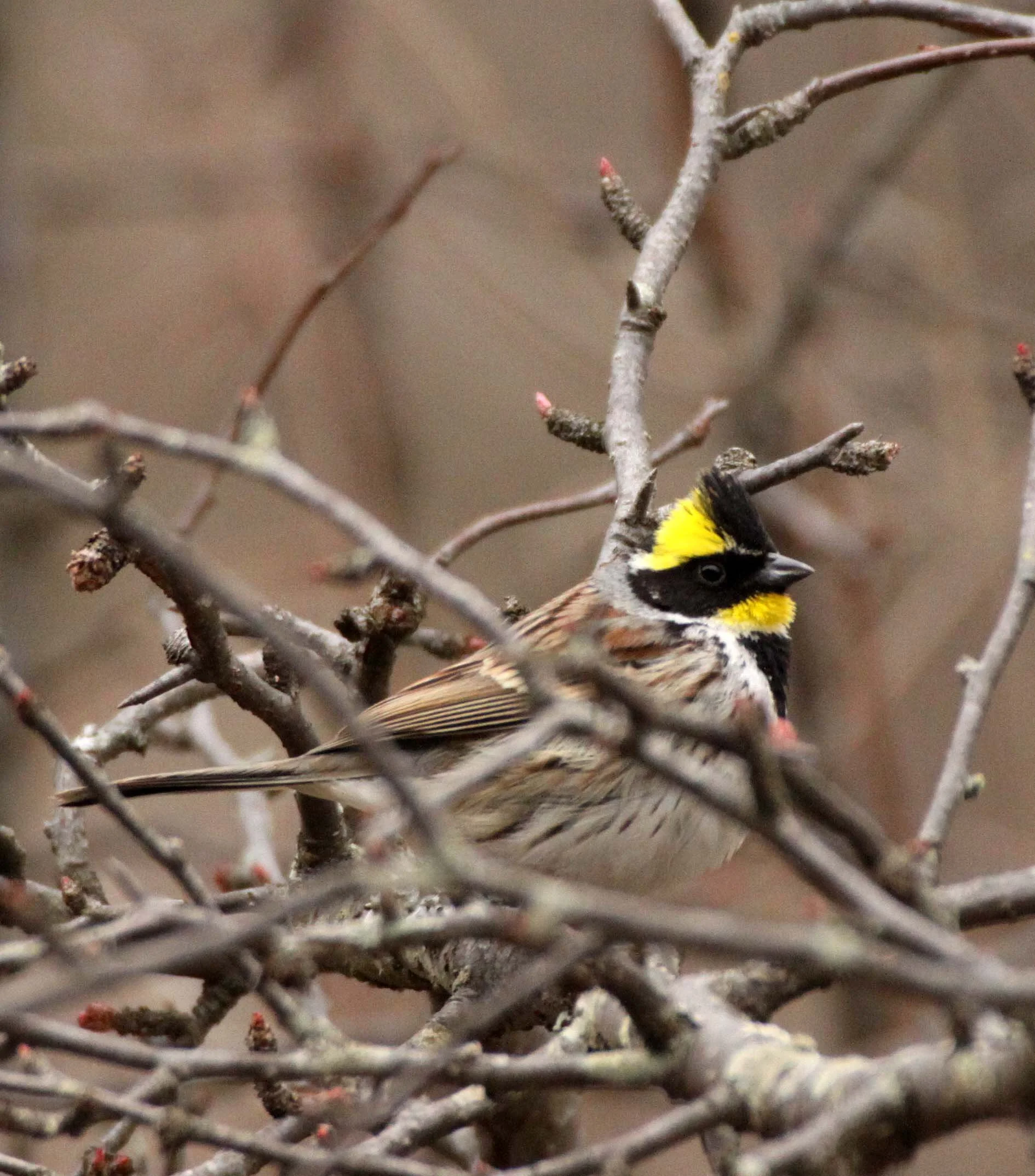 Yellow-throated Bunting (Emberiza elegans) Foping Nature Reserve Shanxi China (9).JPG