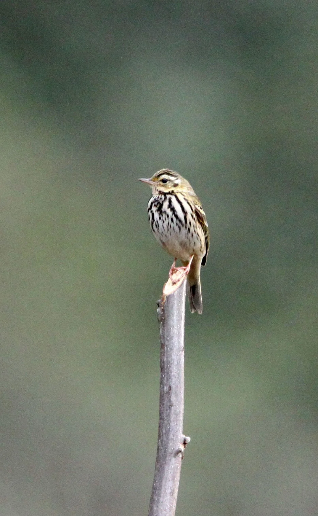 Tree Pipit (Anthus trivialis) China