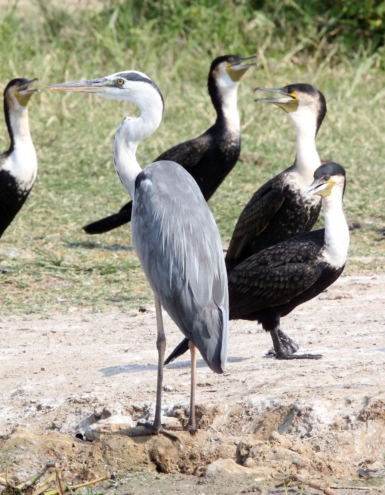 HERON - GREY HERON - Ardea cinerea - QUEEN ELIZABETH NP UGANDA (4).JPG