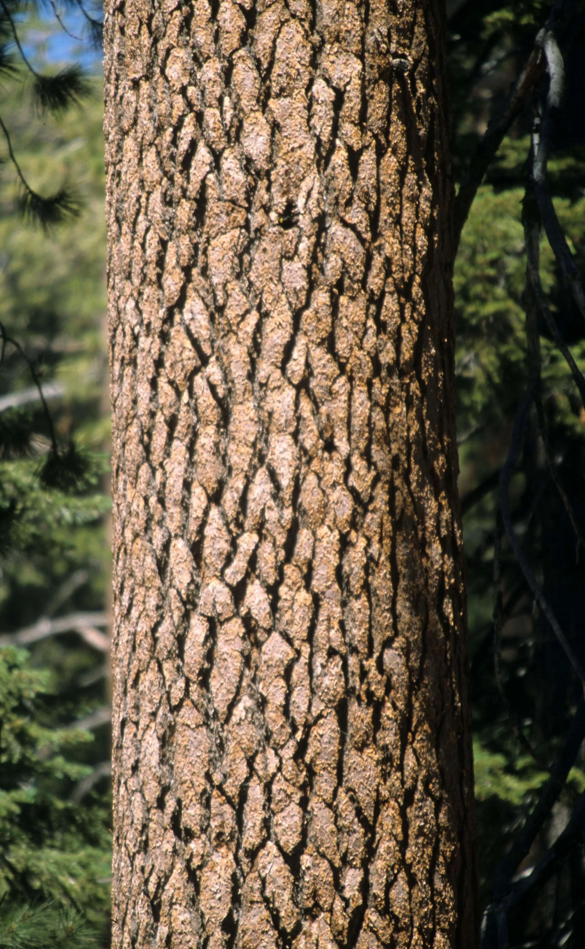 CALIFORNIA - SIERRA - CONIFEROUS FOREST (5).jpg