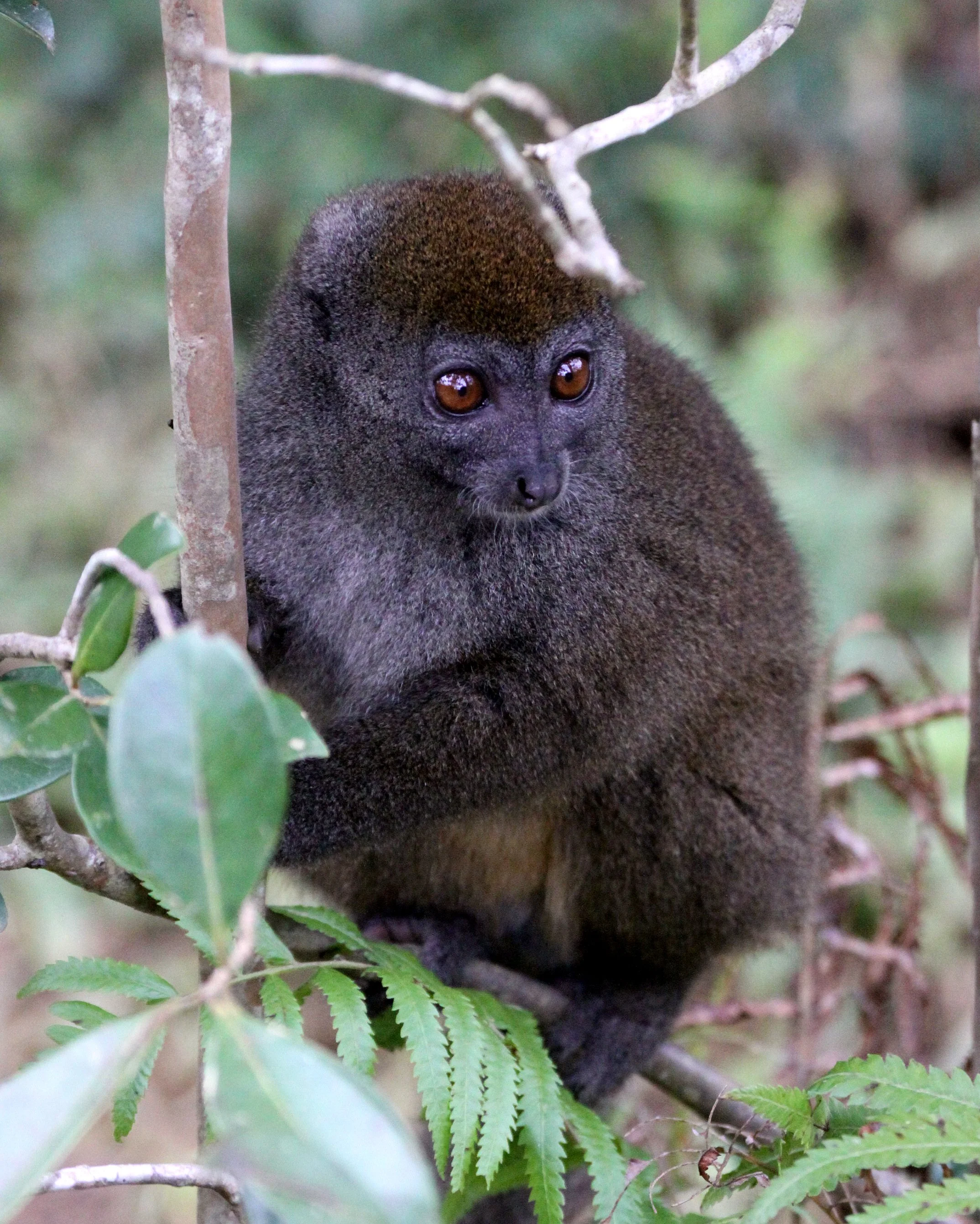 LEMURIDAE - Hapalemur griseus griseus - EASTERN LESSER GRAY BAMBOO LEMUR - ANDISABE NATIONAL PARK MADAGASCAR (34).JPG