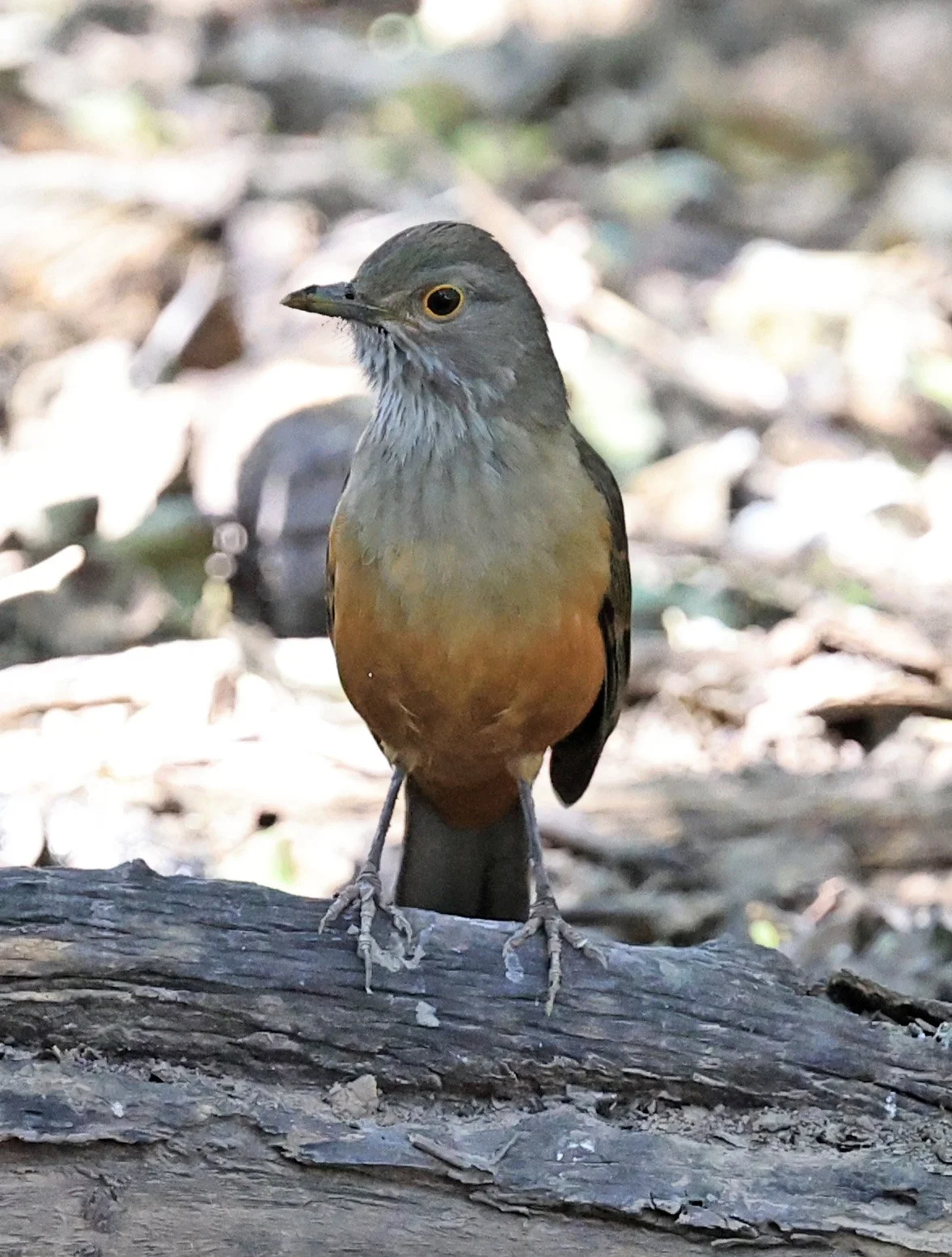 Rufous-bellied Thrush (Turdus rufiventris) Agua Dulce Paraguay (9).jpg