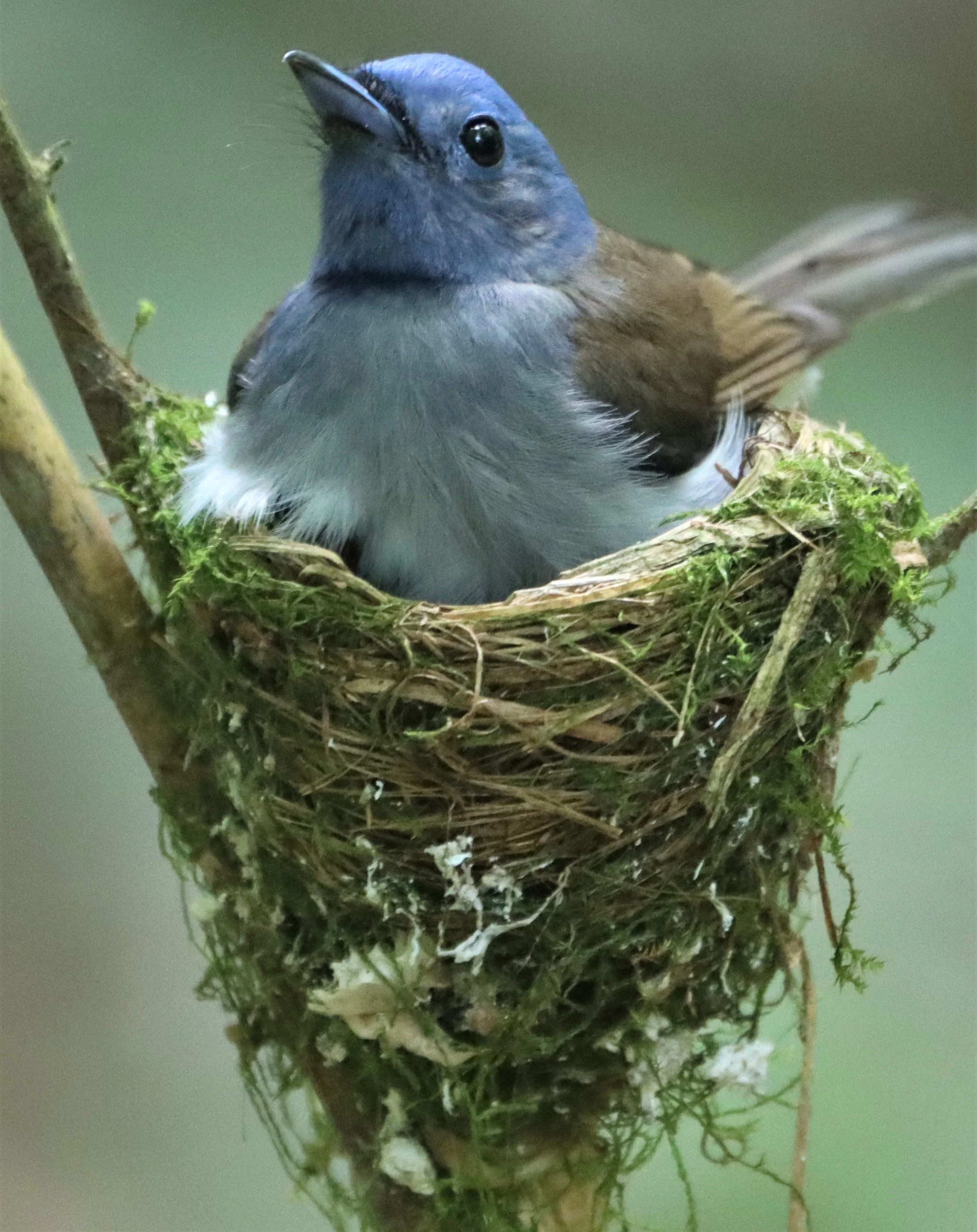 MONARCH - BLACK-NAPED MONARCH - NESTING FEMALE AT KAENG KRACHAN NP (12).jpg