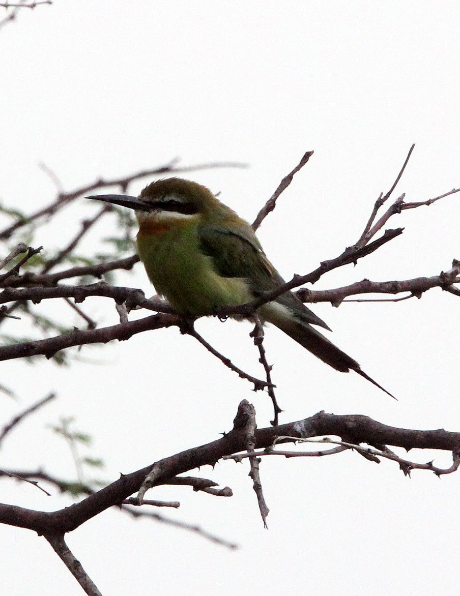 BIRD - BEE-EATER - MADAGASCAR BEE-EATER - AWASH NATIONAL PARK ETHIOPIA (4).JPG