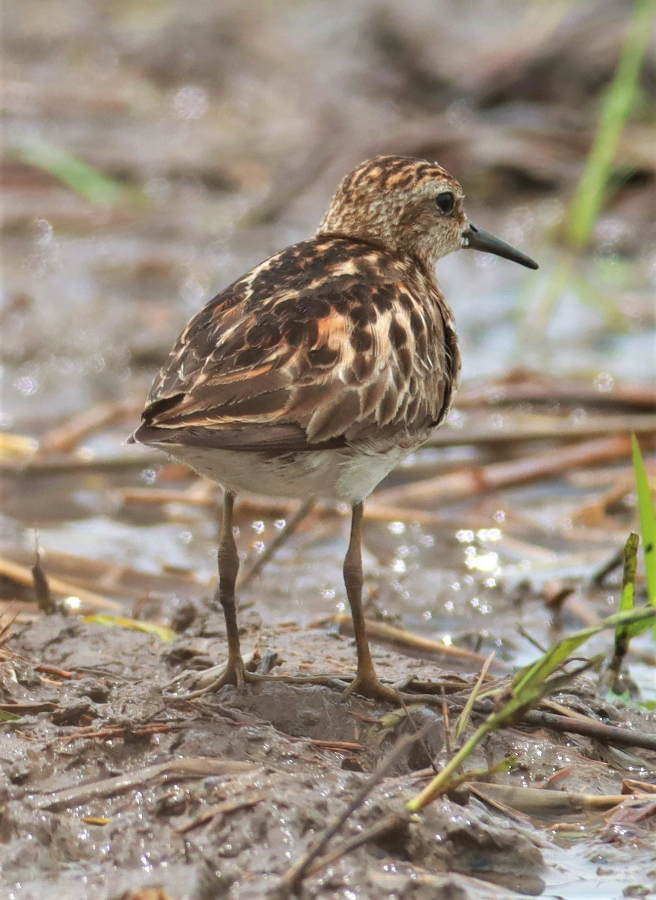 STINT - Long-toed Stint - Calidris subminuta - PATHUM THANI RICE RESEARCH CENTER AUG 11 2021 (2).jpg