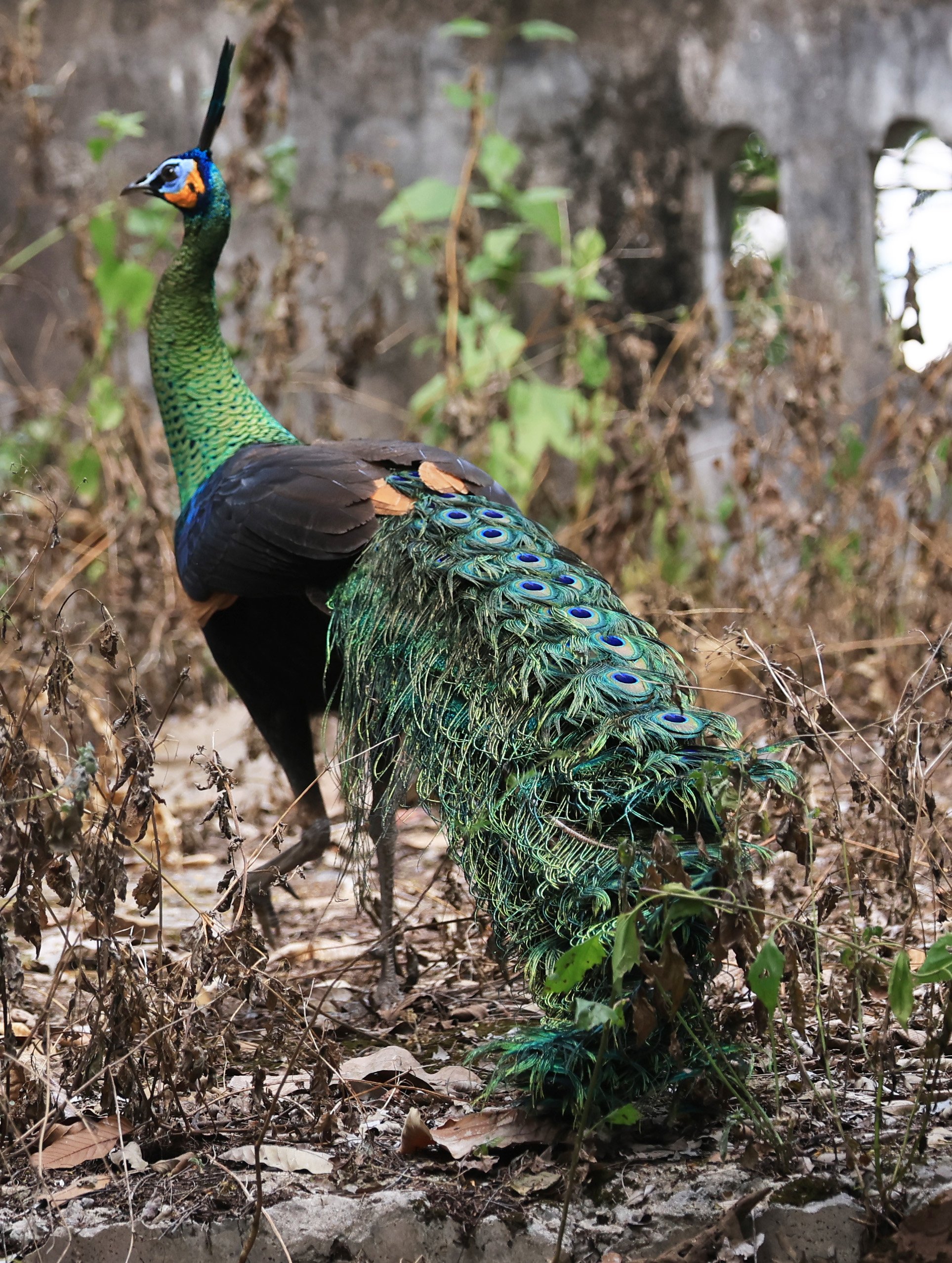 Green Peafowl (Pavo muticus) Doi Butsarakham Phayao Province (7).jpg