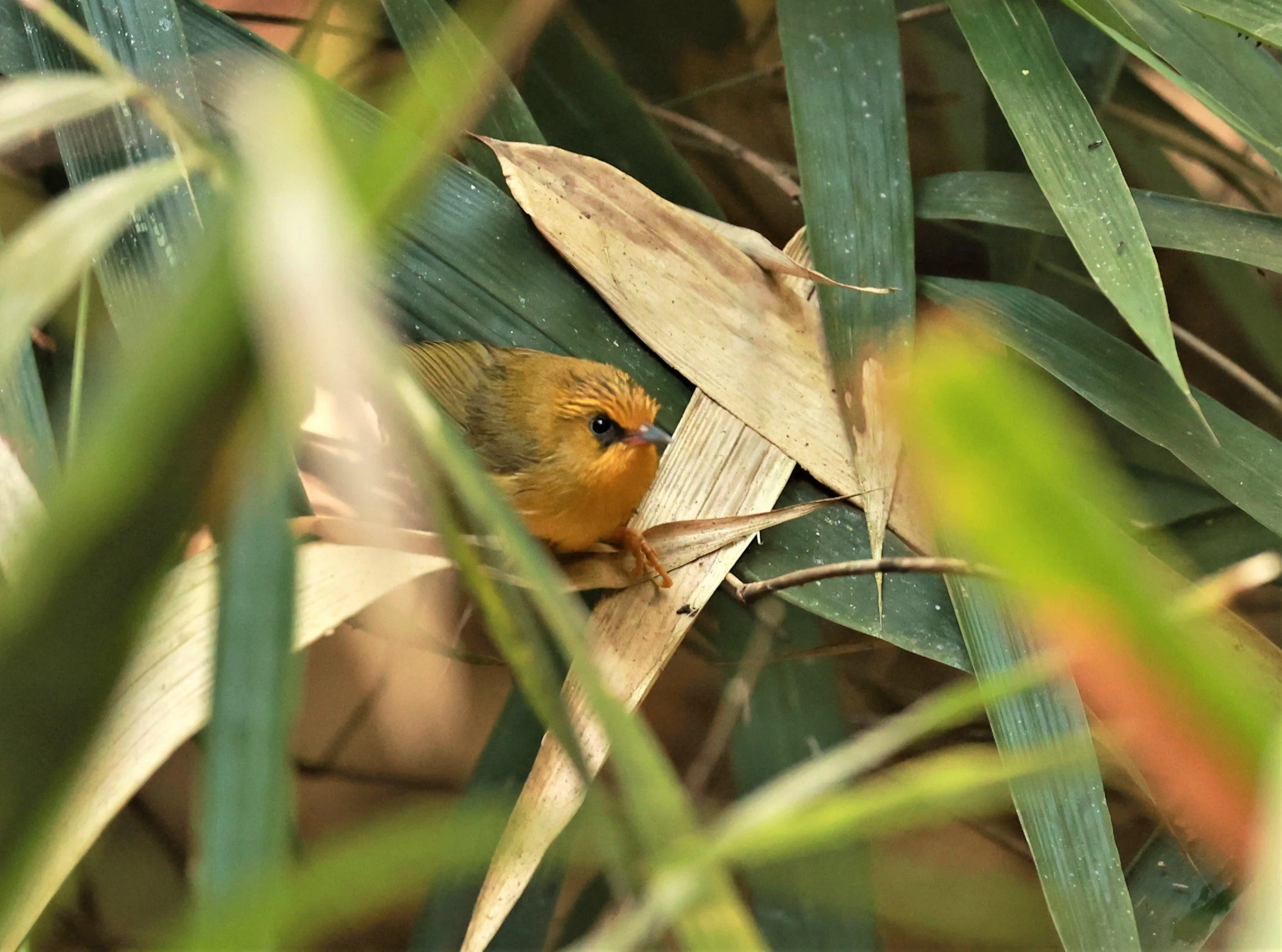 BABBLER - GOLDEN BABBLER  - Cyanoderma chrysaeum - PHU SUAN SAI NATIONAL PARK LOEI PROVINCE (13).jpg