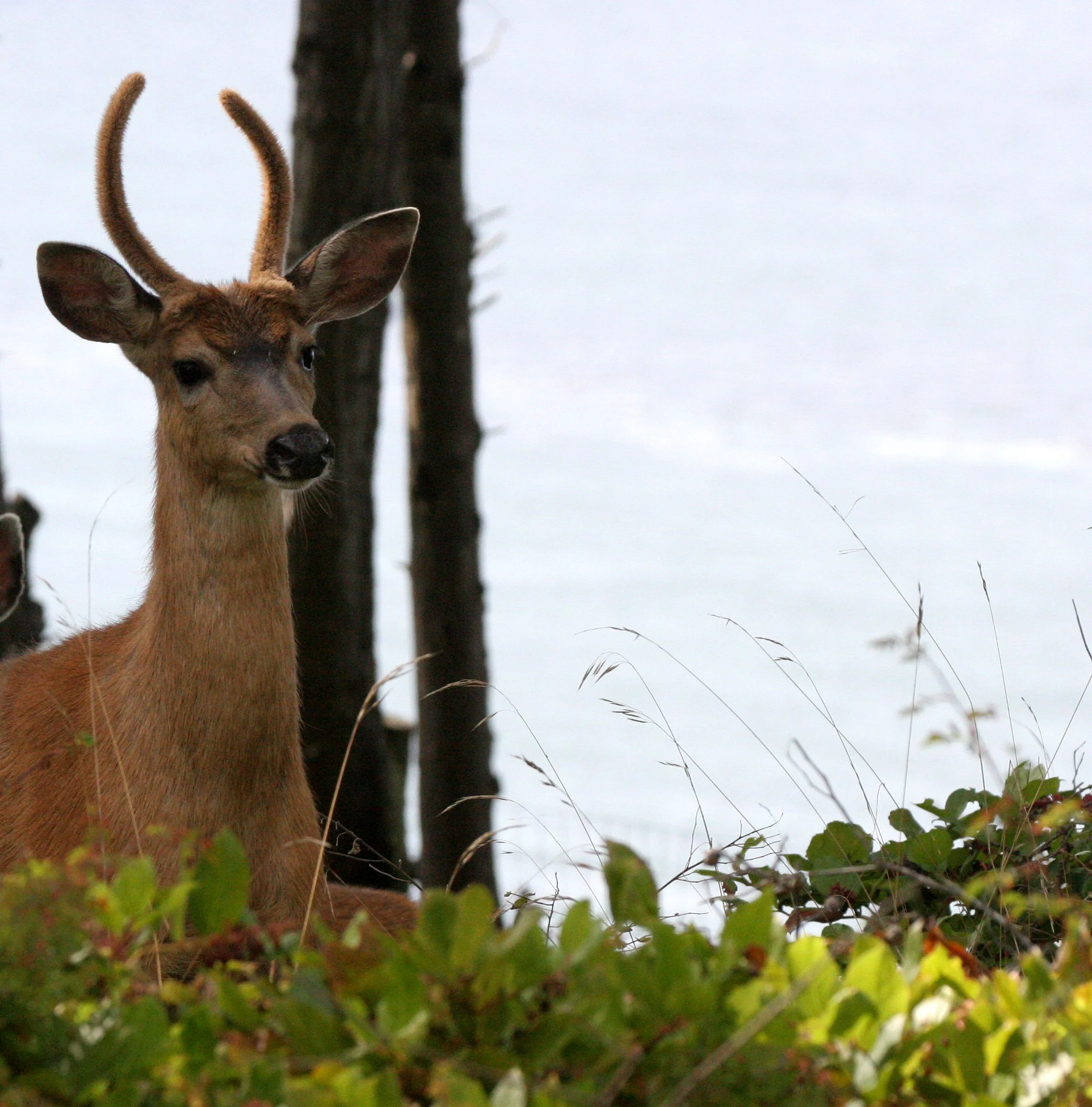 CERVID - DEER - COLUMBIA BLACK-TAILED DEER - LAKEFARM WASHINGTON (17).JPG