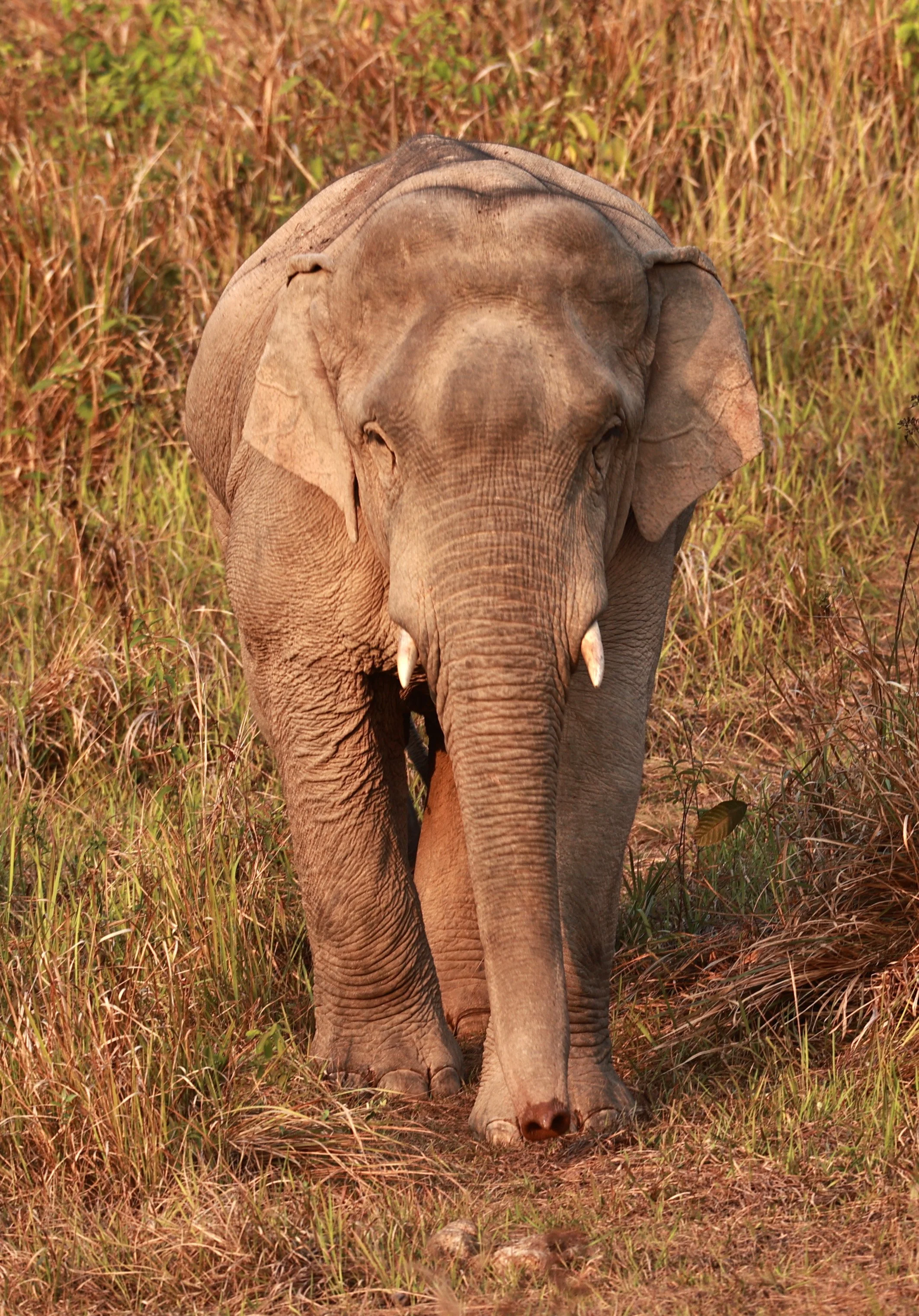 Asian Elephant (Elephas maximus) Khao Yai National Park, Thailand (51).jpg