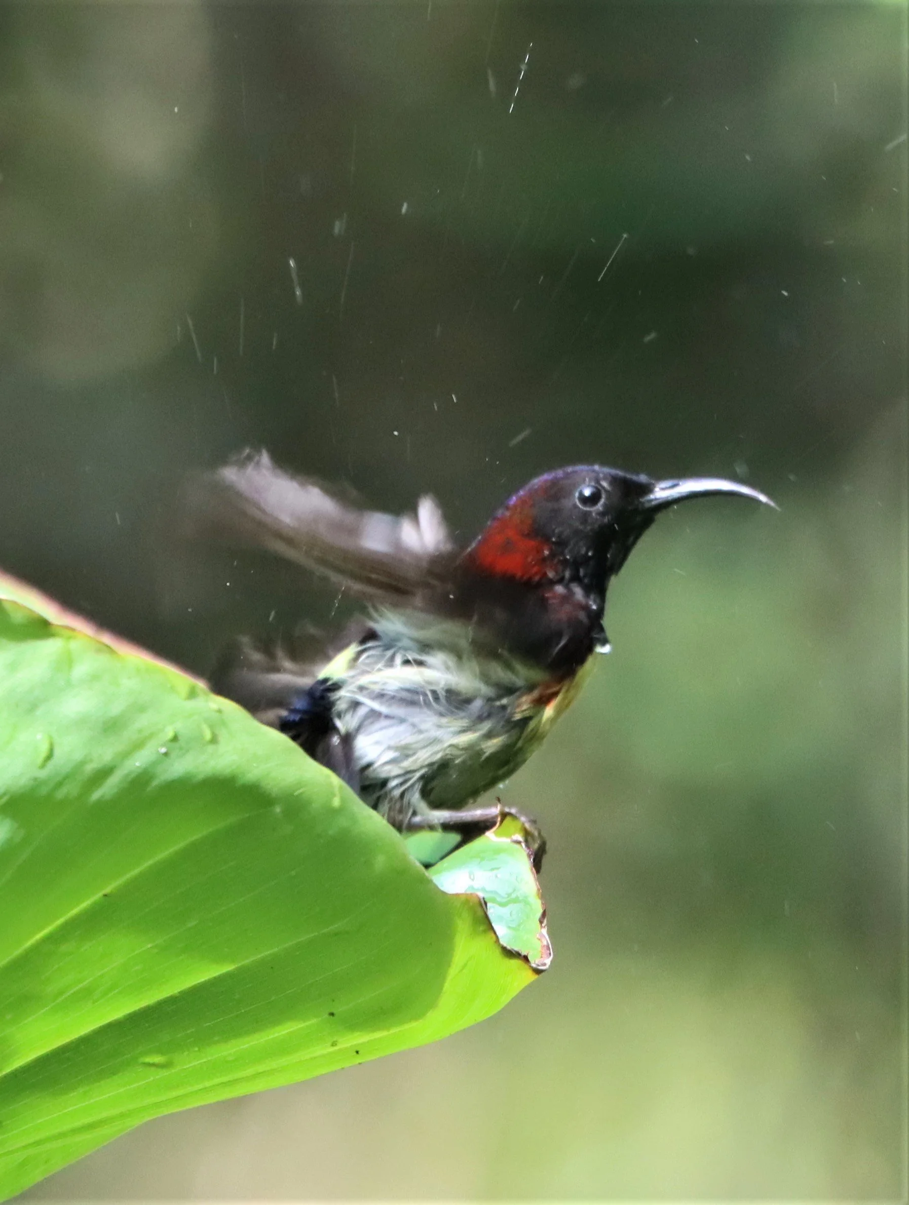SUNBIRD - BLACK-THROATED SUNBIRD - Aethopyga saturata - DOI ANG KANG CHIANG MAI (5).jpg