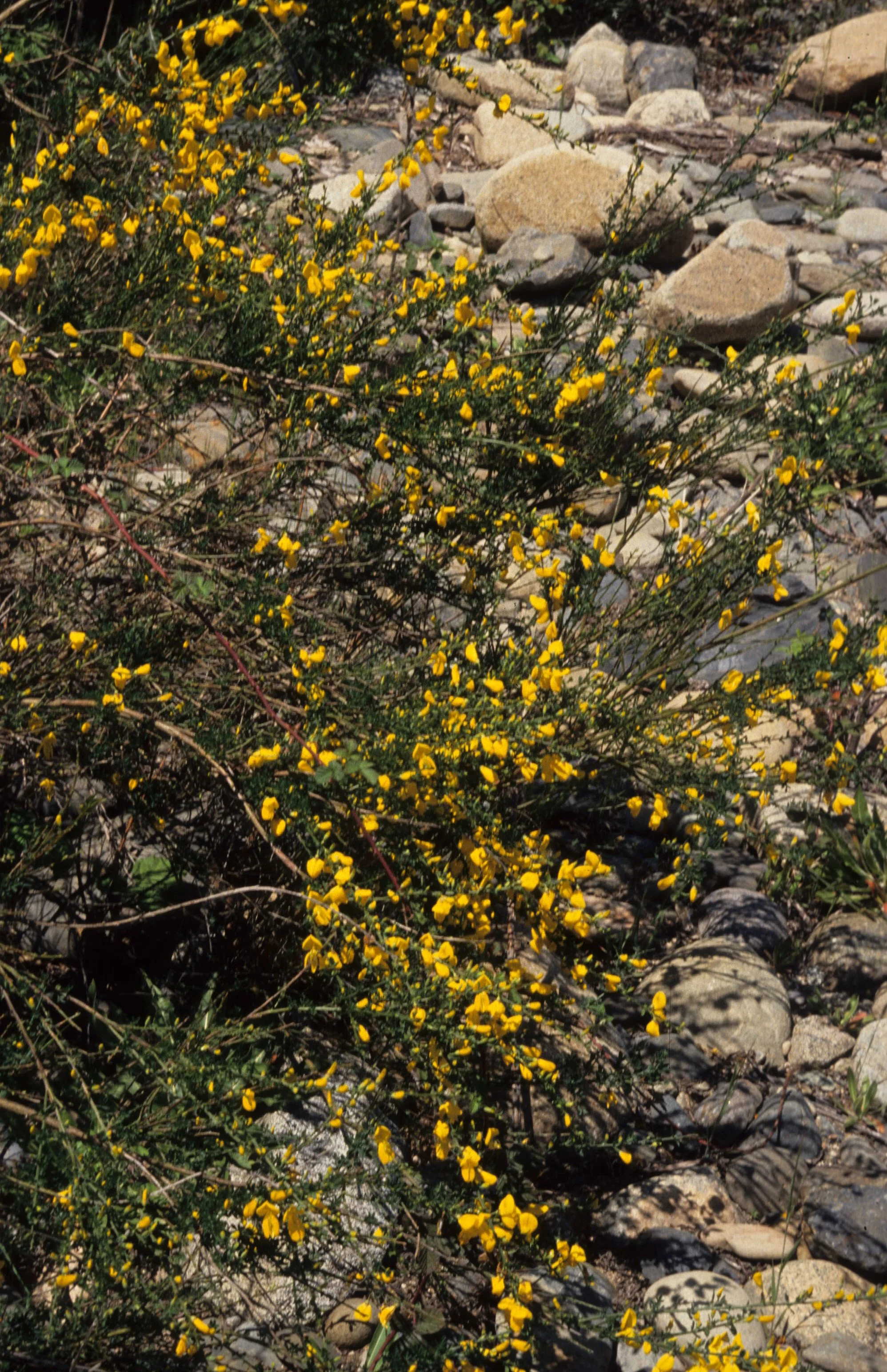 AMERICAN RIVER - SCOTCH BROOM - INTRODUCED INVASIVES C.jpg