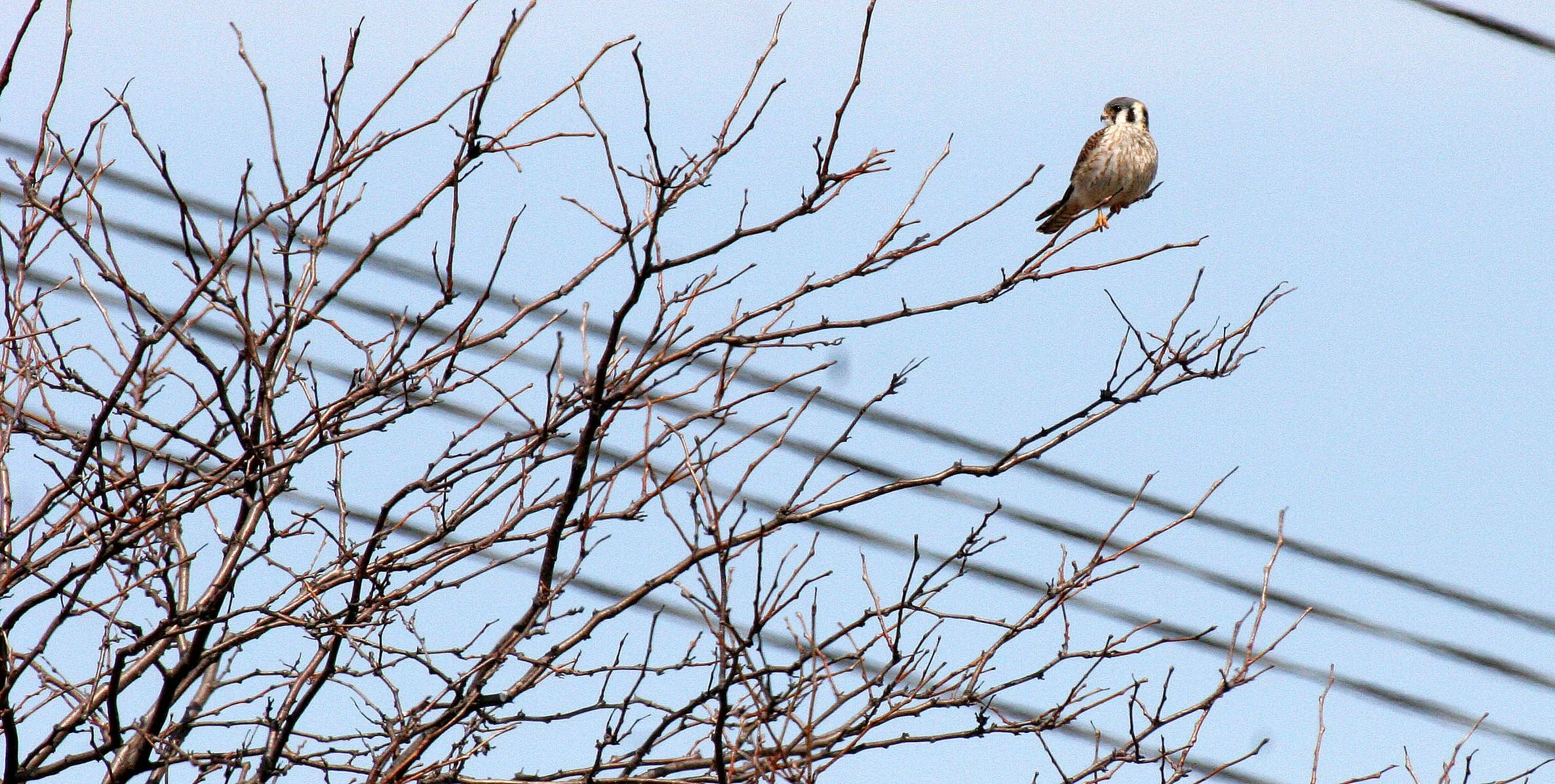 BIRD - AMERICAN KESTREL - SPRINGBROOK FOREST PRESERVE ILLINOIS (2).JPG